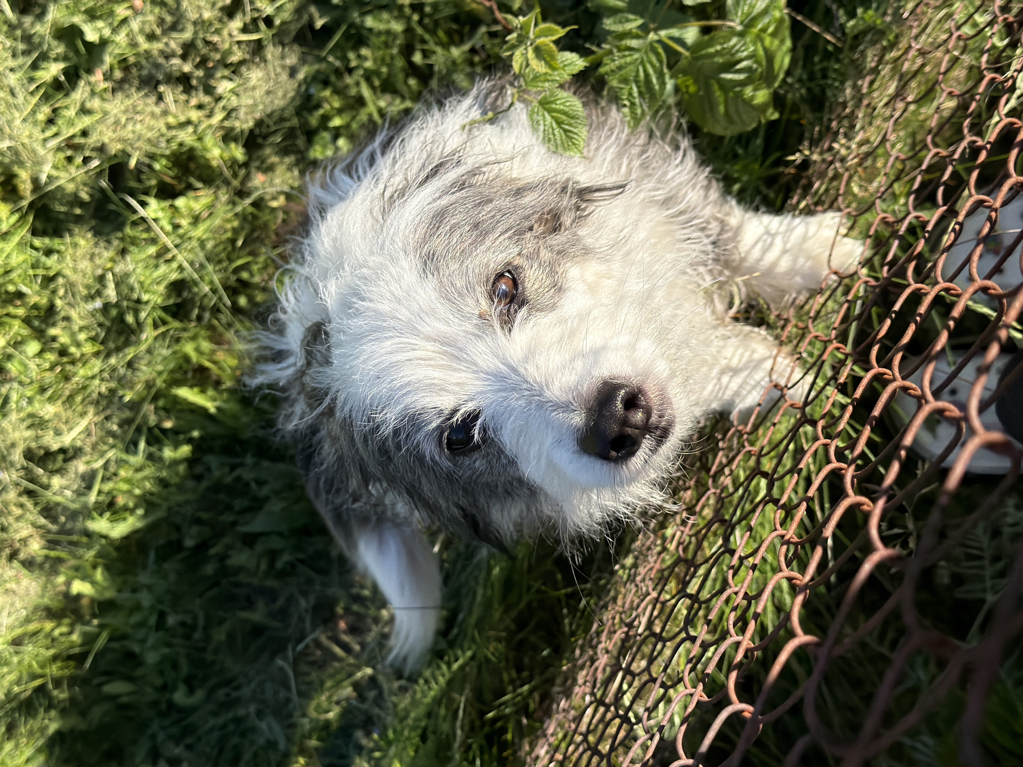 The image displays a shaggy-haired dog with prominent white and grey fur, captured from a high-angle perspective in an outdoor setting in Dreiliņi, Latvia. The dog's head is tilted upwards, with its dark brown eyes and black nose directed towards the camera. Its fur is dense and wiry, predominantly white on the muzzle and chest, transitioning to grey around the ears and on the top of its head. The environment consists of lush green grass and various plants, visible in the background and around the dog. A rusty, brown-colored wire fence occupies the lower foreground, extending diagonally across the frame and partially obscuring the dog's lower body. The scene is illuminated by direct sunlight, producing bright highlights on the dog's fur and the vegetation, and creating shadowed areas within the grass. A few distinct green leaves are visible to the right of the dog's head.