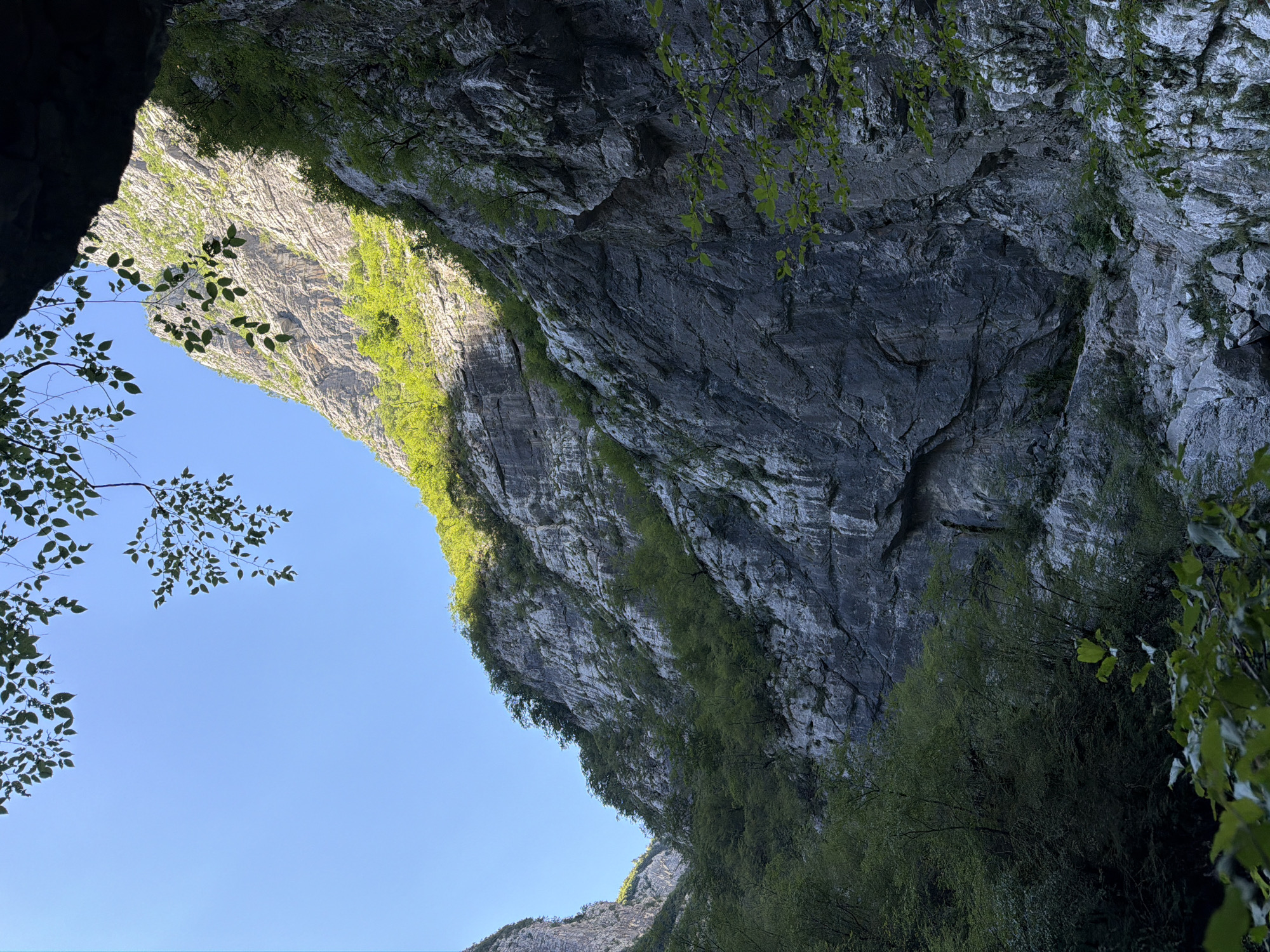The image shows a view looking up at a steep, rocky canyon, likely in the vicinity of Lazba, Montenegro. The canyon walls are sheer and imposing, with visible strata in the rock face. Lush green vegetation, including trees and shrubs, clings to the slopes and grows in crevices. In the foreground, branches with green leaves frame the view from what appears to be a shaded overhang or the mouth of a cave. The sky above is a clear, bright blue. Sunlight illuminates parts of the canyon, highlighting the texture of the rocks and the vibrant green of the foliage, while other areas remain in shadow, creating a dramatic contrast. The scene depicts a natural, rugged landscape characterized by its verticality and the interplay of rock and plant life under a clear sky.