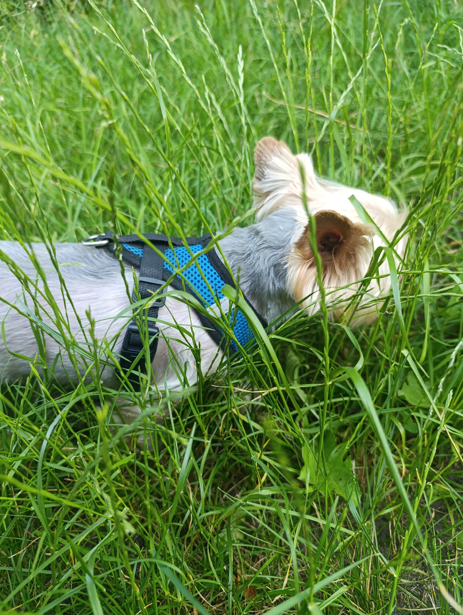 This media file shows a small dog, possibly a Yorkshire Terrier, partially obscured by tall green grass. The dog is wearing a blue and black harness. Its fur is a mix of light brown and gray. The dog appears to be sniffing or exploring the grassy area. The scene is set outdoors in what looks like a natural environment with abundant vegetation. The lighting suggests it could be daytime, possibly on a sunny or overcast day, as there are no strong shadows. The focus is on the dog and its immediate surroundings, with the grass filling most of the frame, creating a sense of depth and texture. There is no visible text in the image. The overall mood is peaceful and natural, highlighting the dog's interaction with its environment.