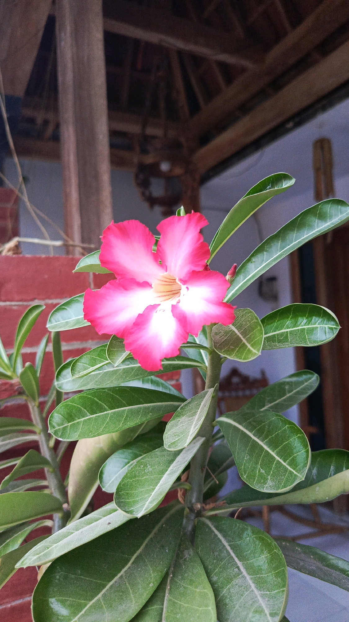 A close-up, vertical shot focuses on a single pink and white desert rose flower in full bloom, its petals radiating outwards with a bright pink border and a white center. The flower is positioned on the right side of the frame, with several green leaves surrounding it. The leaves are elongated and have a slightly waxy texture, with visible veins. In the background, out of focus, are elements of an outdoor setting. To the left, a red brick wall is partially visible. Above the flower and leaves, a wooden structure with beams and a thatched roof suggests an open-air shelter or traditional building. The overall impression is of a plant in a residential or semi-outdoor environment. The location is identified as Babadan, Indonesia.