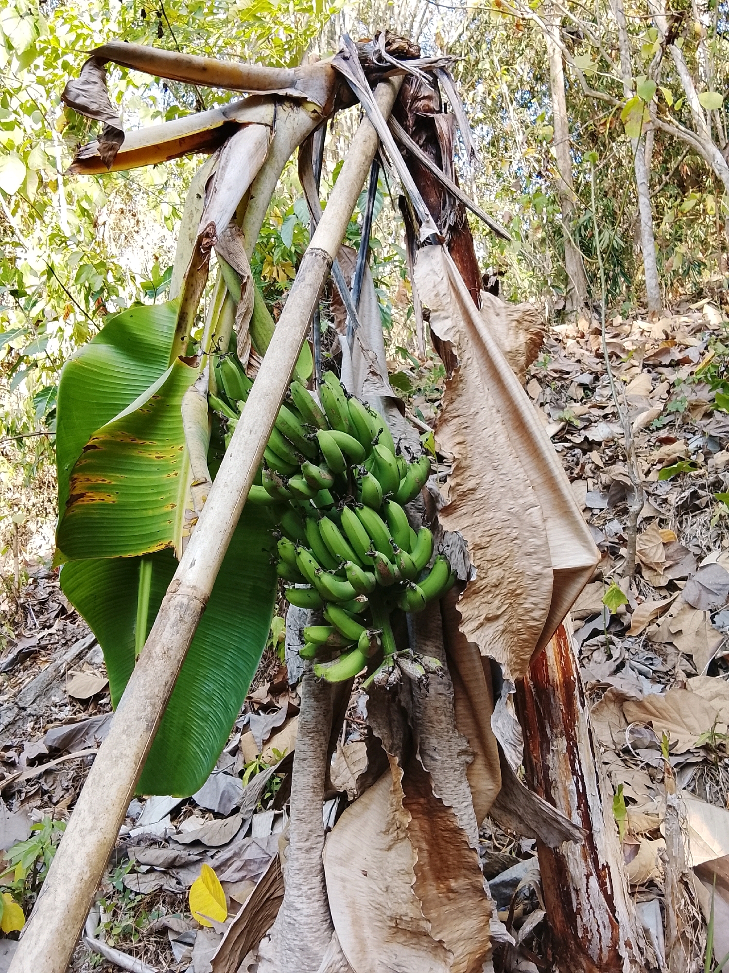 In Kertahayu, Indonesia, a bunch of unripe green bananas hangs from a banana plant in a forest setting. The plant has several large, green banana leaves, and its stalk is supported by two light-colored bamboo poles. The ground is covered with dry leaves and twigs, and the background shows a dense forest with various trees and foliage. The overall scene is natural and undeveloped.