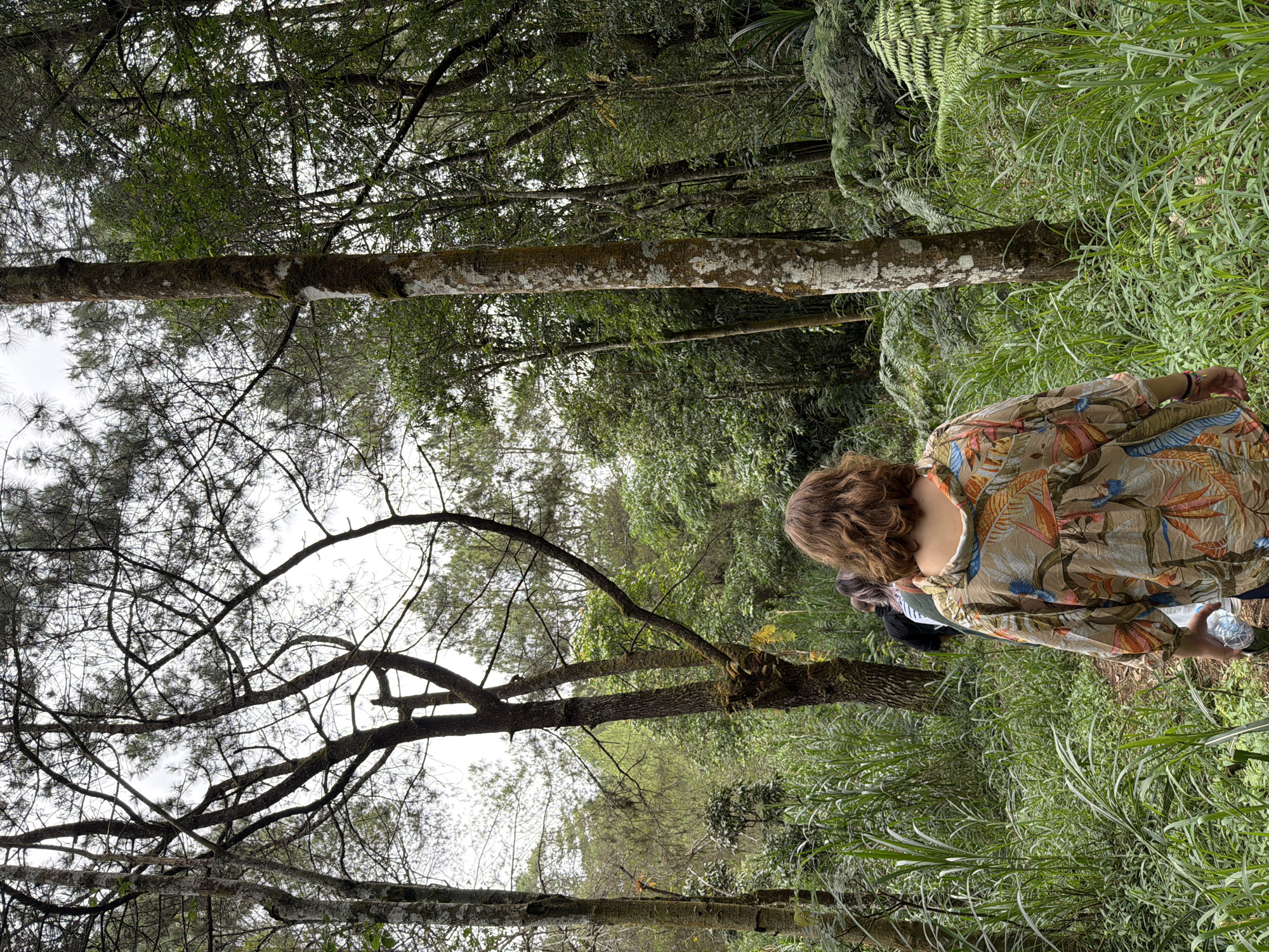 In Kintamani, Indonesia, three individuals are walking on a dirt path through a lush, green forest. The person in the foreground is a woman with wavy brown hair, wearing a colorful, floral-patterned shirt. She is holding a clear plastic bottle of water in her right hand and is walking away from the camera. Behind her, two other individuals, one wearing a black shirt and another wearing a striped shirt, are also walking along the path. The environment is characterized by tall trees, dense foliage, and tall grass growing on either side of the path. The sky above is overcast, suggesting a cloudy or potentially rainy day. The overall scene depicts a group of people on a hike or walk in a natural, wooded setting.