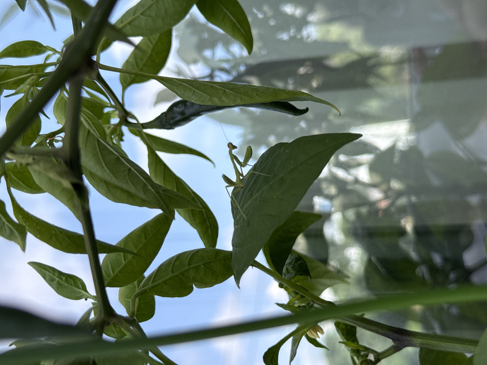 A close-up, low-angle shot captures a praying mantis perched on a vibrant green leaf of a chili plant. The insect is positioned in the upper-left quadrant of the frame, with its body oriented diagonally across the leaf. Its forelegs are raised in a characteristic predatory stance. Behind the plant, the sky is visible, a soft blue with wispy white clouds, suggesting an outdoor setting. The reflection of greenery and possibly buildings can be seen on a transparent surface in the foreground, indicating the plant may be near a window or glass enclosure. The overall impression is one of nature thriving within a potentially urban environment, possibly in a garden or balcony setting in Paphos Municipality, Cyprus.
