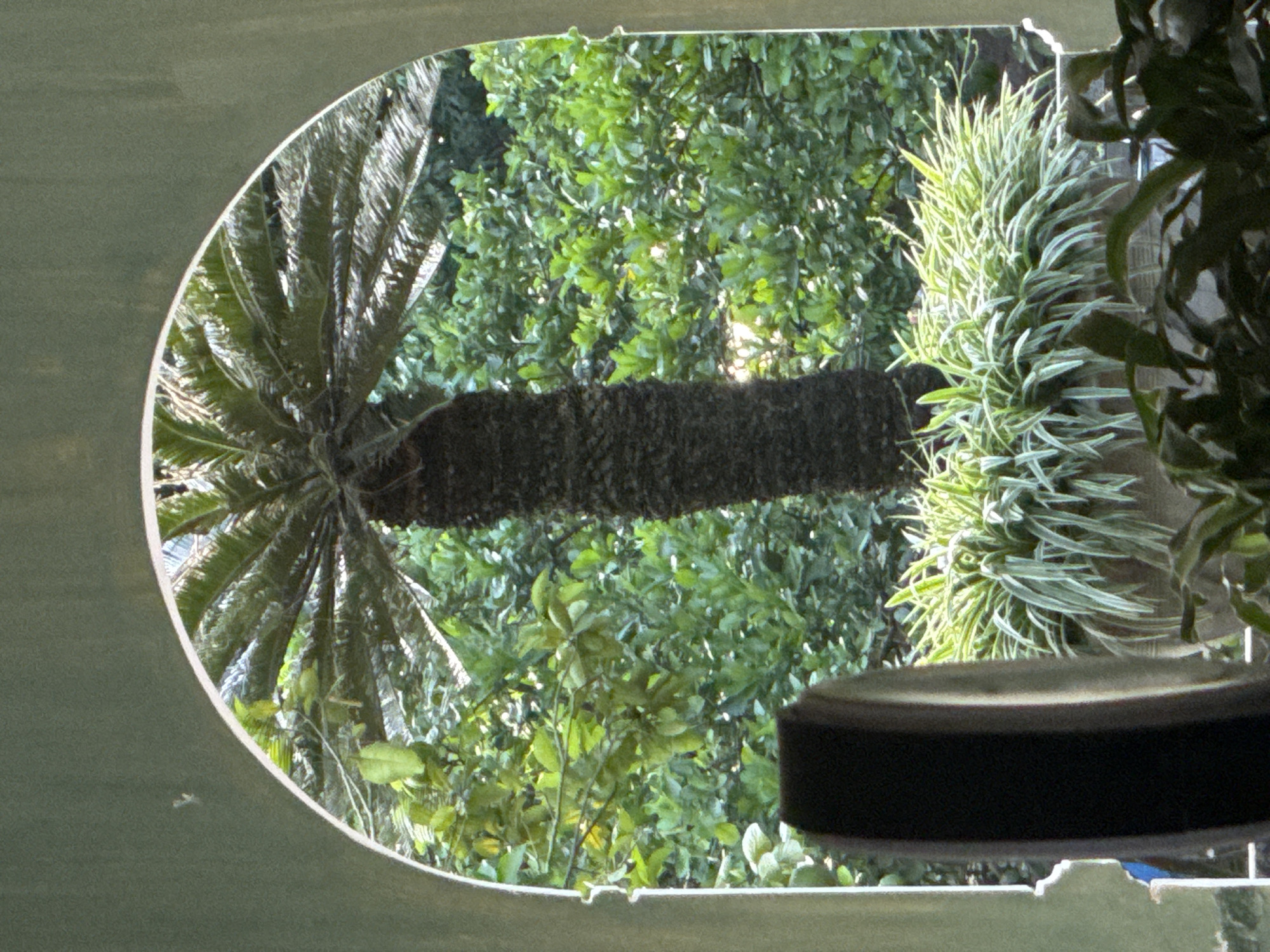 A view through a circular window reveals a palm tree. The tree trunk is horizontal, positioned centrally in the frame. Lush green foliage fills the background behind the tree. Other greenery, including a variegated plant, is to the right of the tree. A dark, cylindrical object is partially visible at the bottom right of the window frame. The location of the scene is likely in Hà Nội, Vietnam.
