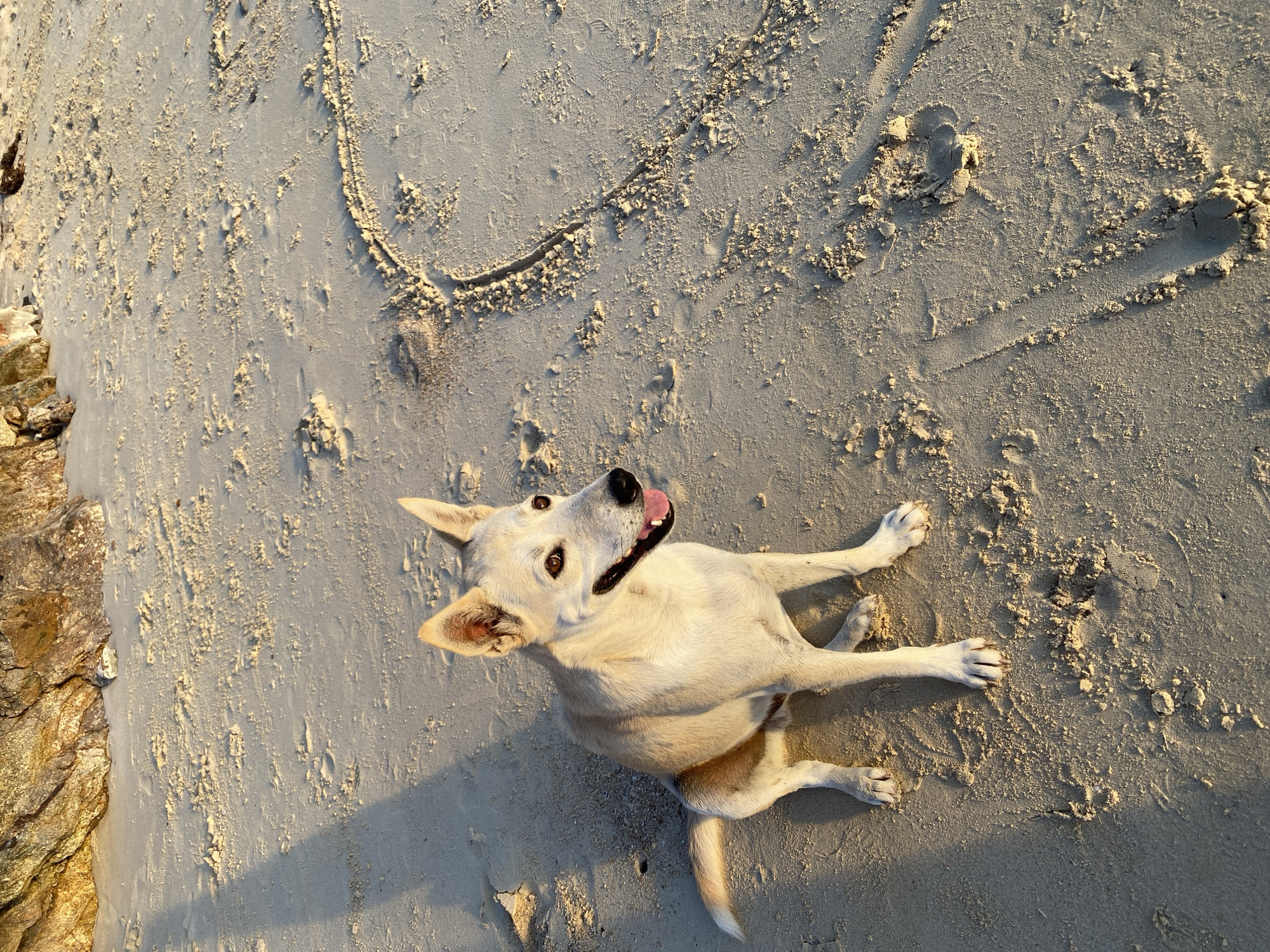 A light-colored, medium-sized dog with erect ears and dark eyes sits on a sandy beach in Ko Pha Ngan, Thailand. The dog is facing to the right with its mouth open and tongue visible. The sand is light brown and appears damp in some areas. There are imprints and marks in the sand, including a drawn heart shape to the right of the dog. In the background, a rocky, textured cliff face is visible, lit by the warm glow of the sun. The lighting suggests it is either sunrise or sunset, casting long shadows across the beach.