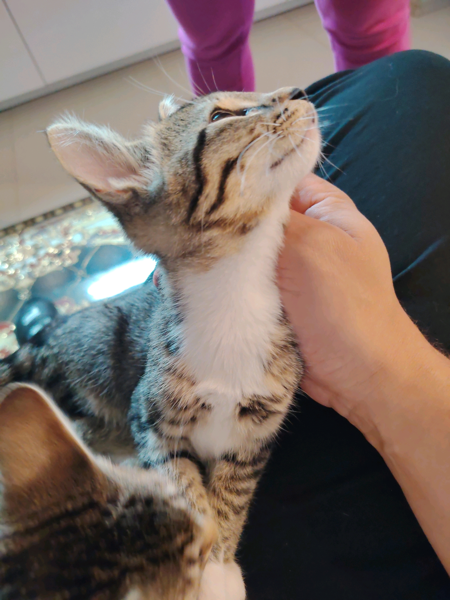 A person's hand is stroking the neck of a tabby kitten. The kitten is looking upwards and to the right. Another kitten's head is visible in the lower left of the frame. The background shows a blurred person wearing purple pants and a black garment. The scene appears to be indoors, with a decorative surface visible in the mid-left. There is no indication of the location being in Vnukovo, Russia.