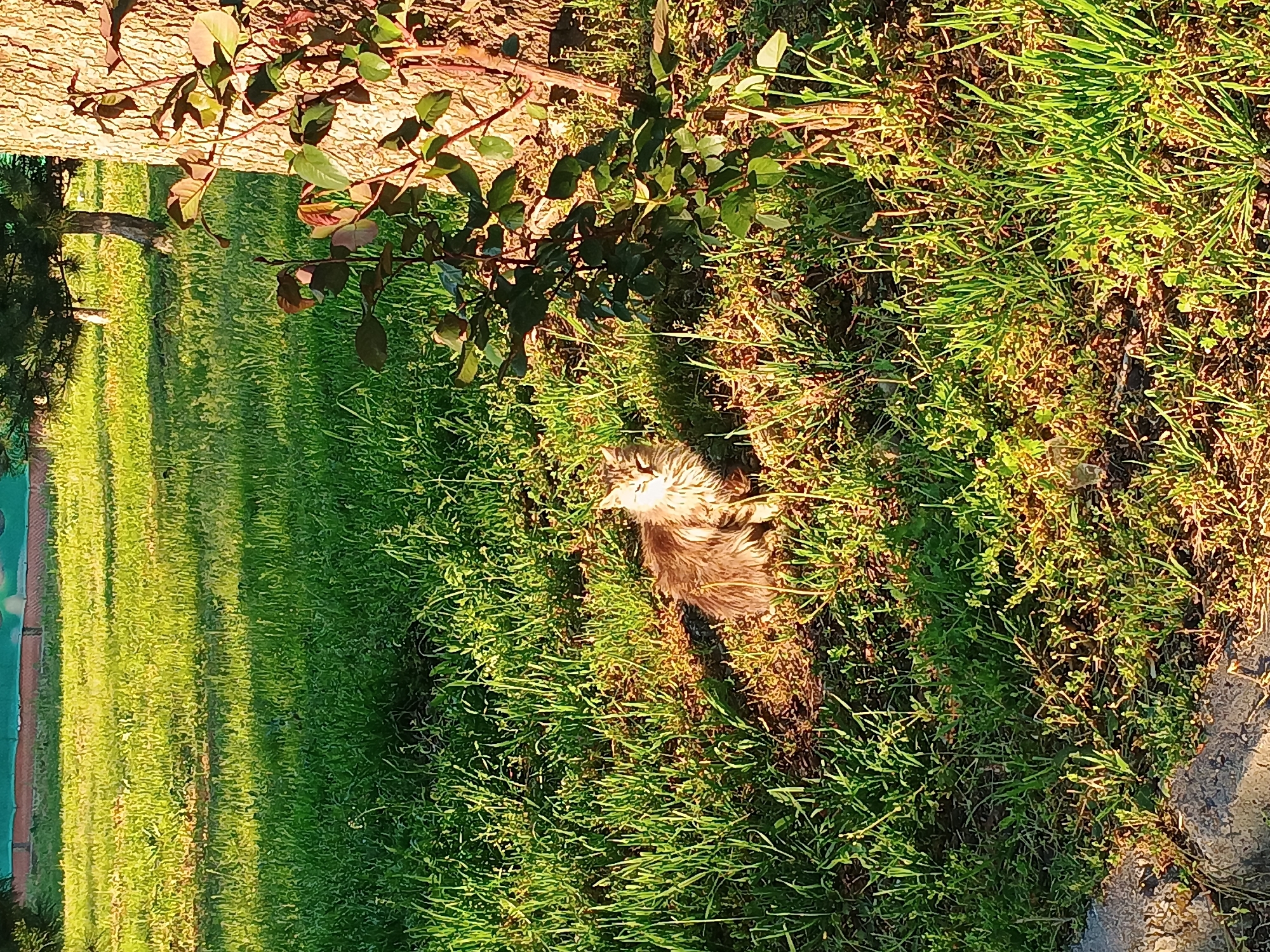 The image, set in an outdoor, sunlit location in Plovdiv, Bulgaria, captures a fluffy cat lying playfully on its back in lush green grass. The cat, with light brown and white fur, is positioned off-center towards the right, its belly exposed as it appears to be enjoying the warmth or rolling around.
Strong, golden light bathes the scene, casting long shadows across the ground, indicating either early morning or late afternoon. A large, textured tree trunk occupies the left side of the frame, with some dark green leafy branches extending from it. The foreground and middle ground are dominated by vibrant green grass, interspersed with some drier patches, particularly around the cat. To the far left, beyond the tree trunk, more green grassy areas are visible, suggesting a wider park or garden environment. There is no visible text in the image.