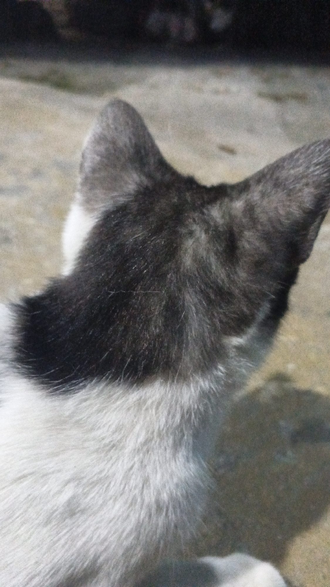 The image captures the back of a black and white cat, with its head turned away from the camera. The cat's fur is visible in detail, showing a mix of black and white patches. The background appears to be an outdoor setting with a textured ground surface, possibly concrete or asphalt, with some dappled light and shadow. The overall scene is of a domestic animal in a natural or urban environment. No specific location in Soko, Indonesia is identifiable from the image itself.