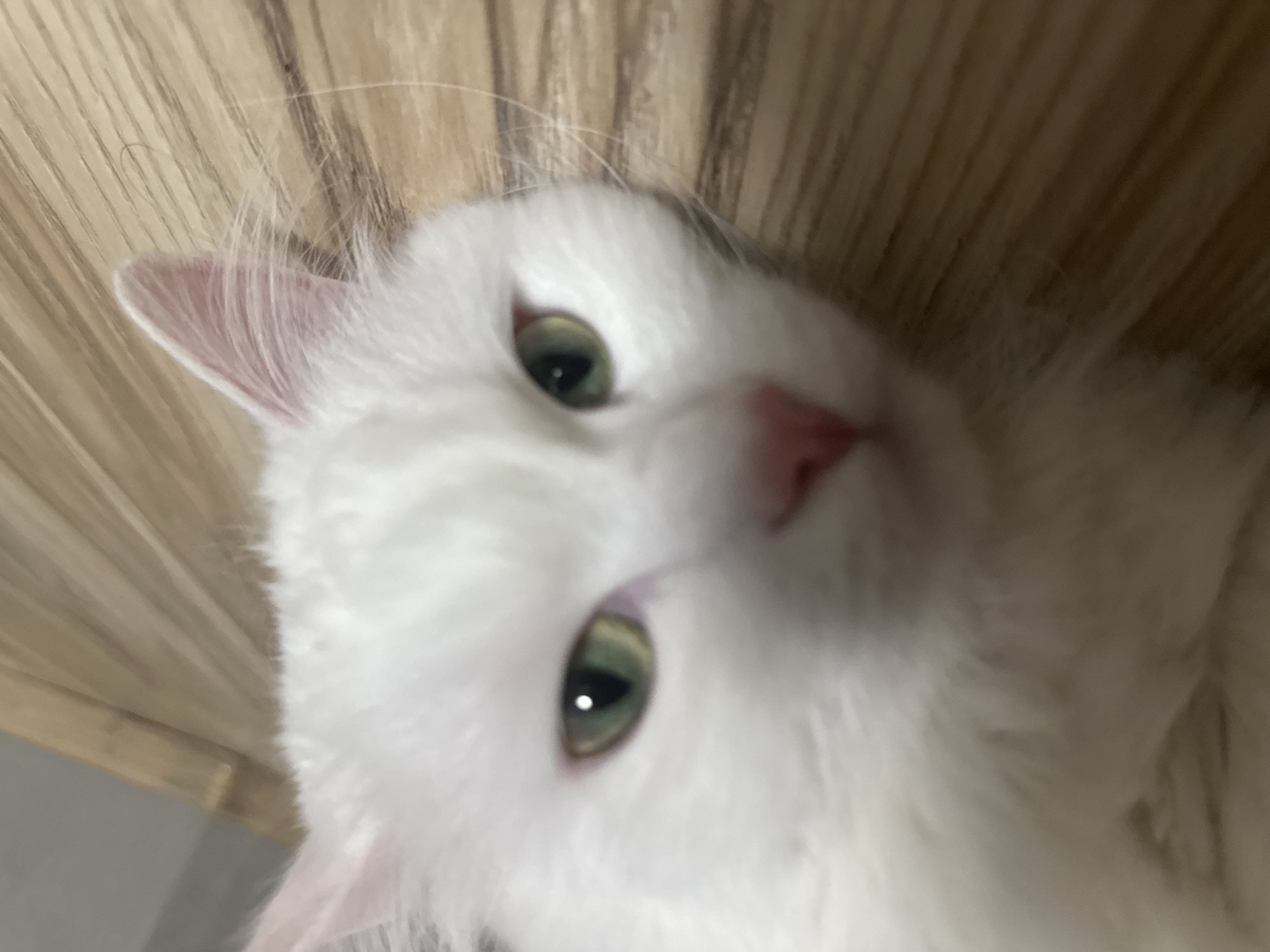 A close-up, low-angle shot captures a white cat lying on a light-colored wooden floor. The cat's head is tilted, with its face in focus. Its green eyes are prominent, and its pink nose and mouth are visible. The background is a blurred wooden surface and a hint of a wall. The location is not specified.