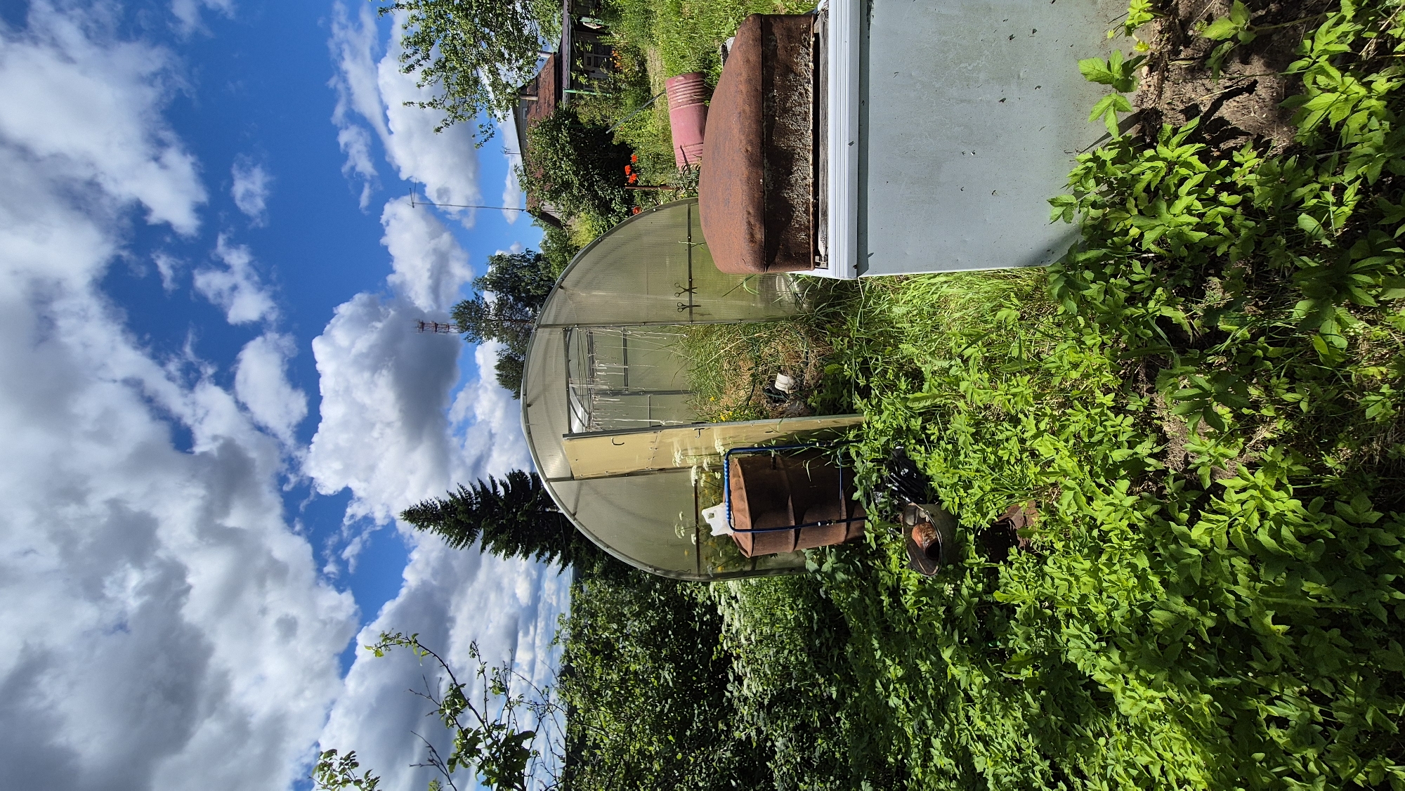 This is a wide shot of a yard in the village of Mashezero, Russia, on a sunny day with scattered clouds. In the foreground, lush green vegetation covers the ground, with some dry brown leaves visible. To the right, a light grey, rectangular appliance, possibly a refrigerator, stands partially obscured by the foliage. On top of it rests a rusty, rectangular metal object. To the left of the appliance and in the middle ground, a brown metal barrel stands upright. Behind the barrel and to the left, dense green bushes and trees line the area. In the center of the image is a clear plastic greenhouse with a white frame. The greenhouse door is open. Behind the greenhouse, a tall evergreen tree stands out against the sky. Further in the background, a small house with a red roof and other structures are visible, surrounded by trees and greenery. The sky above is a vibrant blue with fluffy white and grey clouds.