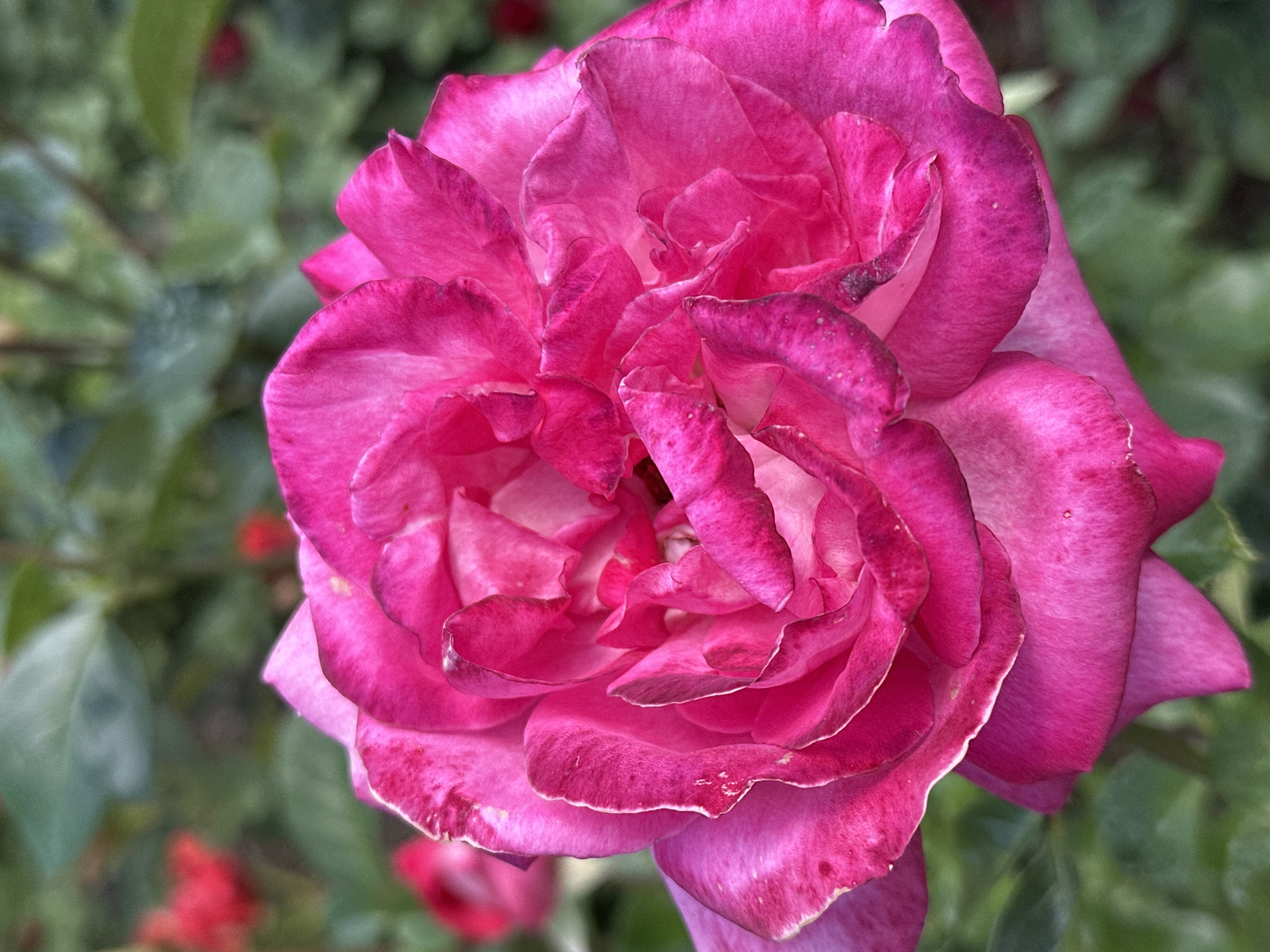 This media file is a close-up photograph of a vibrant pink rose in bloom. The rose is the sole subject, filling most of the frame. Its petals are layered and ruffled, with some showing darker, reddish-purple edges and a slightly velvety texture. There are small water droplets or dust specks visible on some petals, suggesting it might have recently rained or been watered. The background is a soft, out-of-focus blur of green foliage and hints of red, possibly other flowers or leaves, which helps to emphasize the rose's bright color. The lighting appears to be natural, possibly from daylight, highlighting the delicate details of the flower. The overall impression is one of natural beauty and the peak of the rose's bloom. No text is visible in the image. The location context provided is Ostafievo, Russia, which suggests this photograph was taken outdoors in a garden or park setting within that region.
