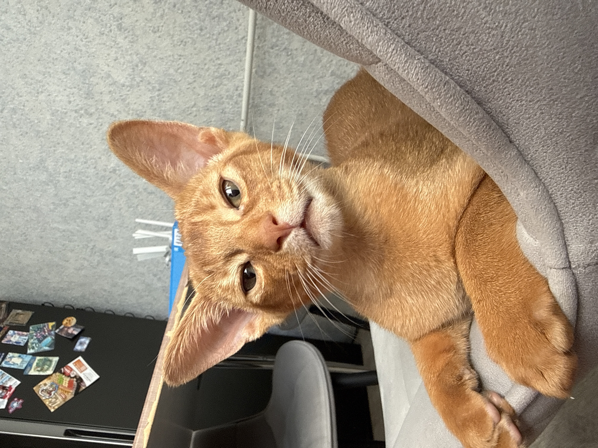 The image shows an orange cat lying in a gray fabric bed. The cat is facing the camera with its head tilted slightly to the left. Its eyes are open, and it appears to be looking directly at the viewer. The cat has large ears and a small pink nose. Its paws are resting on the edge of the bed. In the background, a dark refrigerator is visible with several colorful magnets attached to it. To the right of the refrigerator, there are some white objects, possibly chopsticks or straws, in a holder. The wall behind the cat is a textured gray. The overall environment appears to be an indoor setting, possibly a kitchen or living area. There is no information in the image to determine its location in Stary Oskol, Russia.