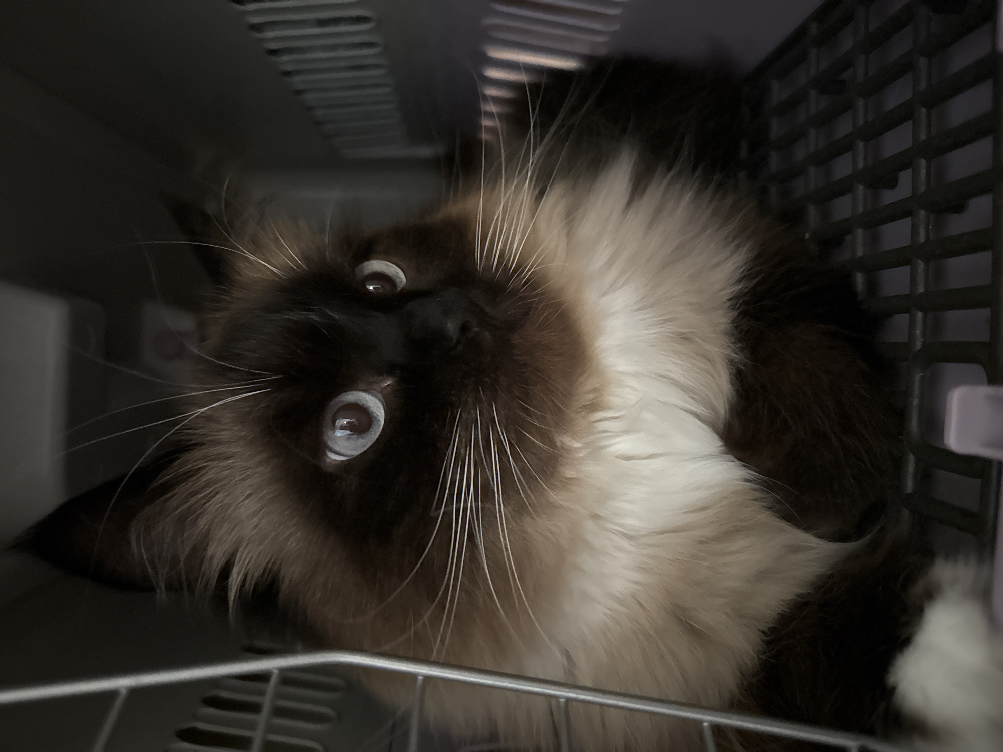 A fluffy, medium-haired cat with blue eyes is pictured in a dark environment. The cat has dark brown fur on its face and ears, with a lighter brown and white chest and belly. Its eyes are wide open and staring forward. The cat is inside a gray plastic carrier with a metal grate on the bottom. The lighting in the carrier is dim, with some light catching the cat's fur and eyes. The background is dark and out of focus.