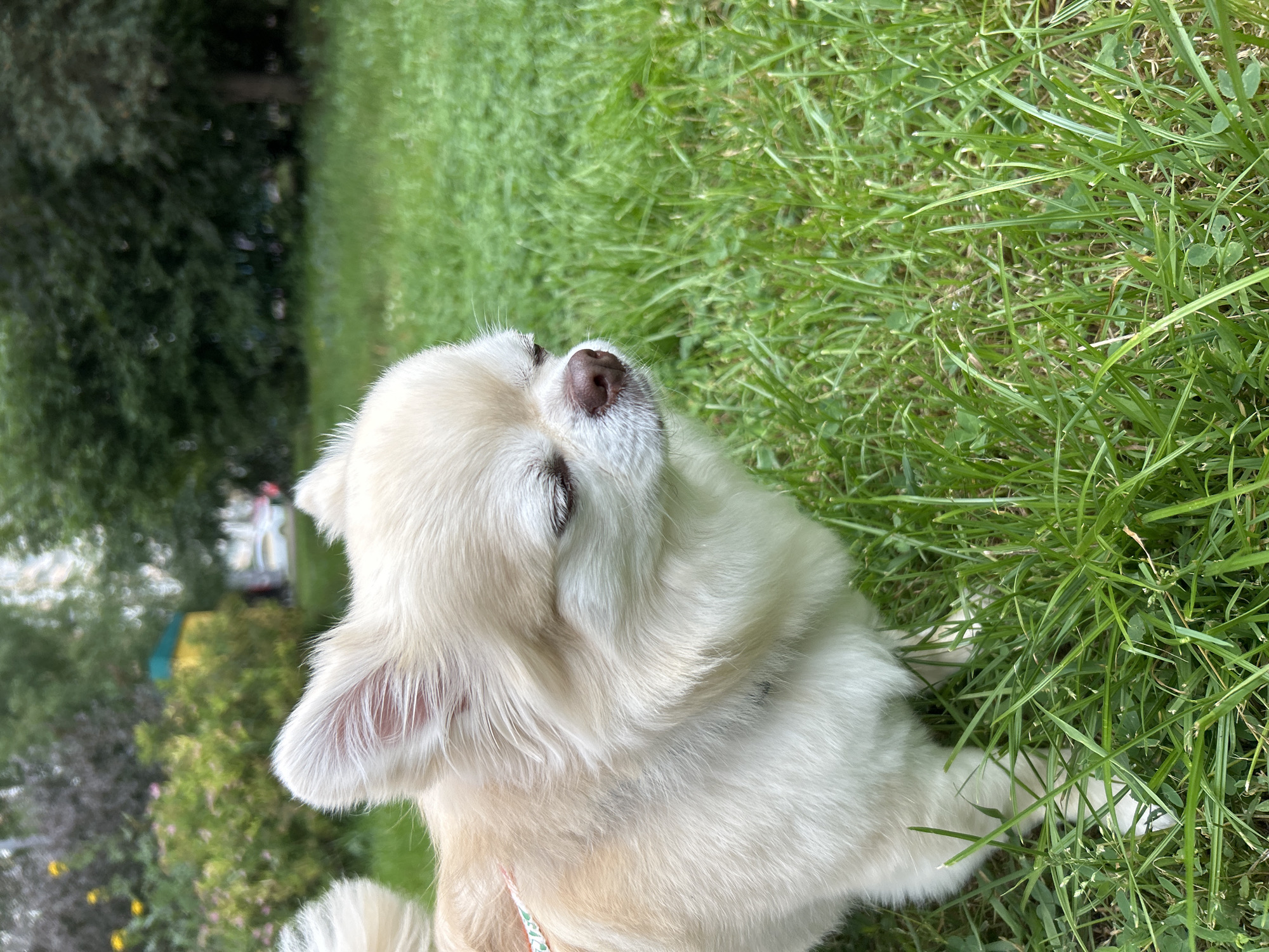 A long-haired, cream-colored chihuahua with its eyes closed is standing in a grassy area with green grass. The dog is facing to the right, with its head tilted slightly downward. In the background, there are trees, bushes, and some buildings. The dog is wearing a collar with a decorative pattern. The lighting suggests it is daytime. The scene appears to be an outdoor park or residential area in the city of Moskovskiy, Russia.