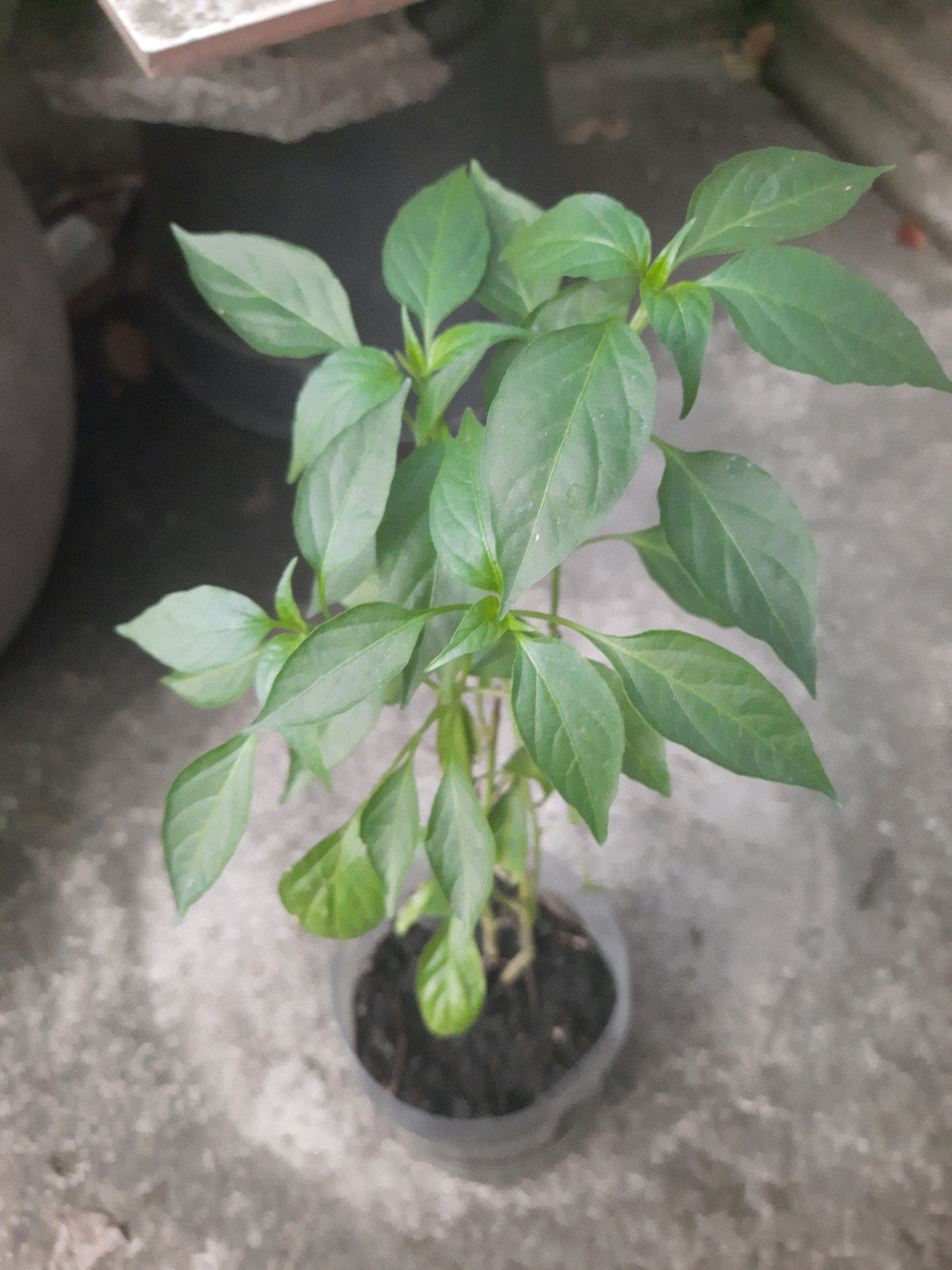 A small, leafy green plant is in a clear plastic pot filled with dark soil. The pot sits on a grey concrete surface, which appears to be outdoors, possibly a patio or walkway. In the background, out of focus, is a dark, rounded object, possibly another pot or container, and a portion of a light-colored ledge or surface. The plant has multiple stems with numerous green leaves, some of which are pointed and ovate. The lighting suggests it is daytime.
