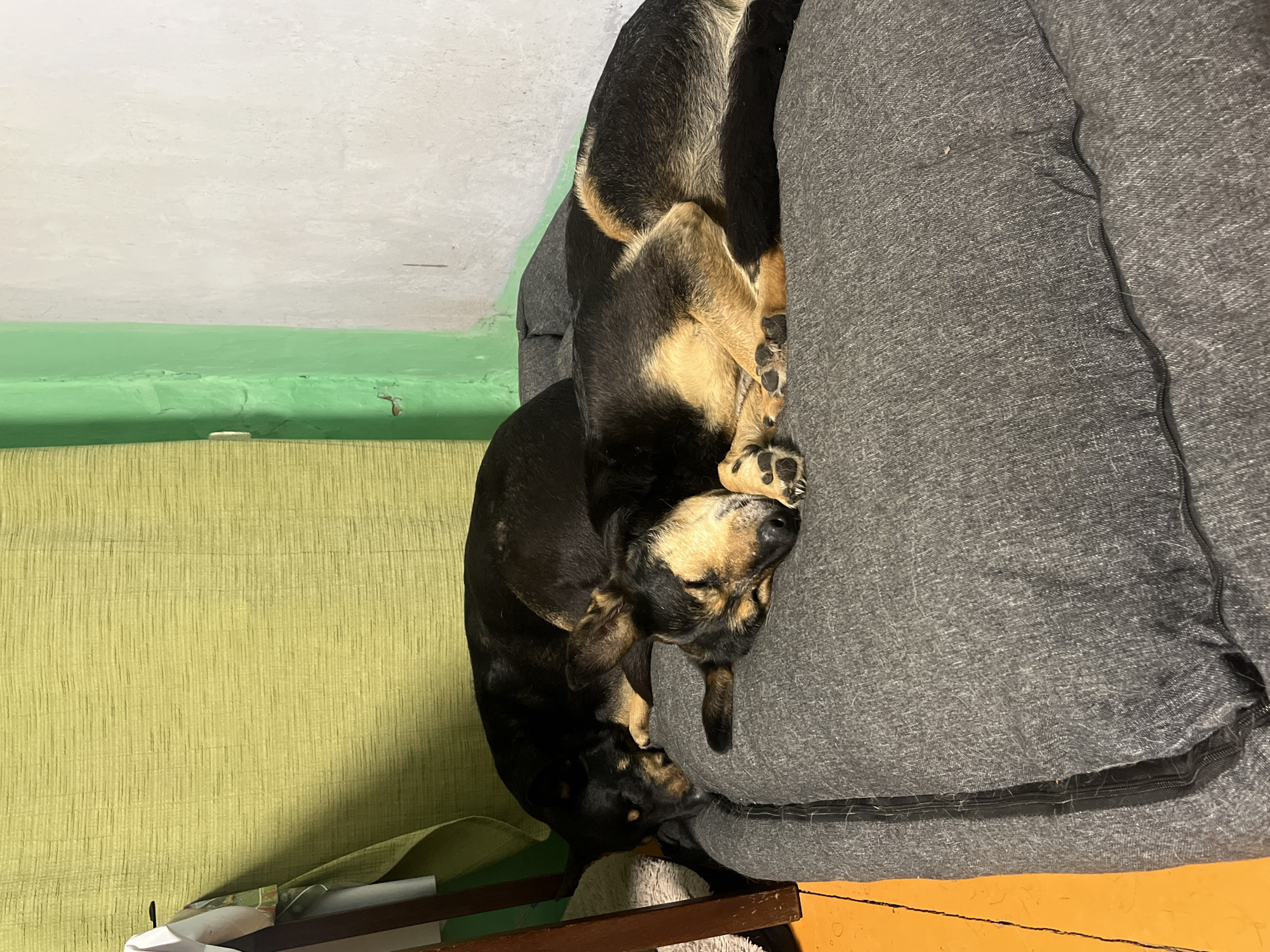 The image displays a tranquil indoor scene in Nizhny Tagil, Russia, featuring a black and tan dog soundly asleep on a grey dog bed. The dog, likely a medium-sized breed with distinct tan markings on its face, legs, and underbelly, is curled up comfortably on its side. Its head rests against the plush, elevated rim of the bed, and its paws are tucked inward, revealing dark paw pads.
The dog bed is constructed from a textured, dark grey fabric, showing some minor wear. To the left of the sleeping dog, a light green curtain or blind with fine vertical textures covers a portion of the background. The wall behind the dog is painted in two sections: a bright green band along the lower part, topped by a larger expanse of off-white or light grey. The floor beneath the bed is a solid yellow-orange hue. In the lower left corner, a dark wooden structure, possibly part of a furniture frame, is partially visible, with a few small white items resting upon it. The overall ambiance suggests a peaceful and comfortable domestic setting. No visible text is present.