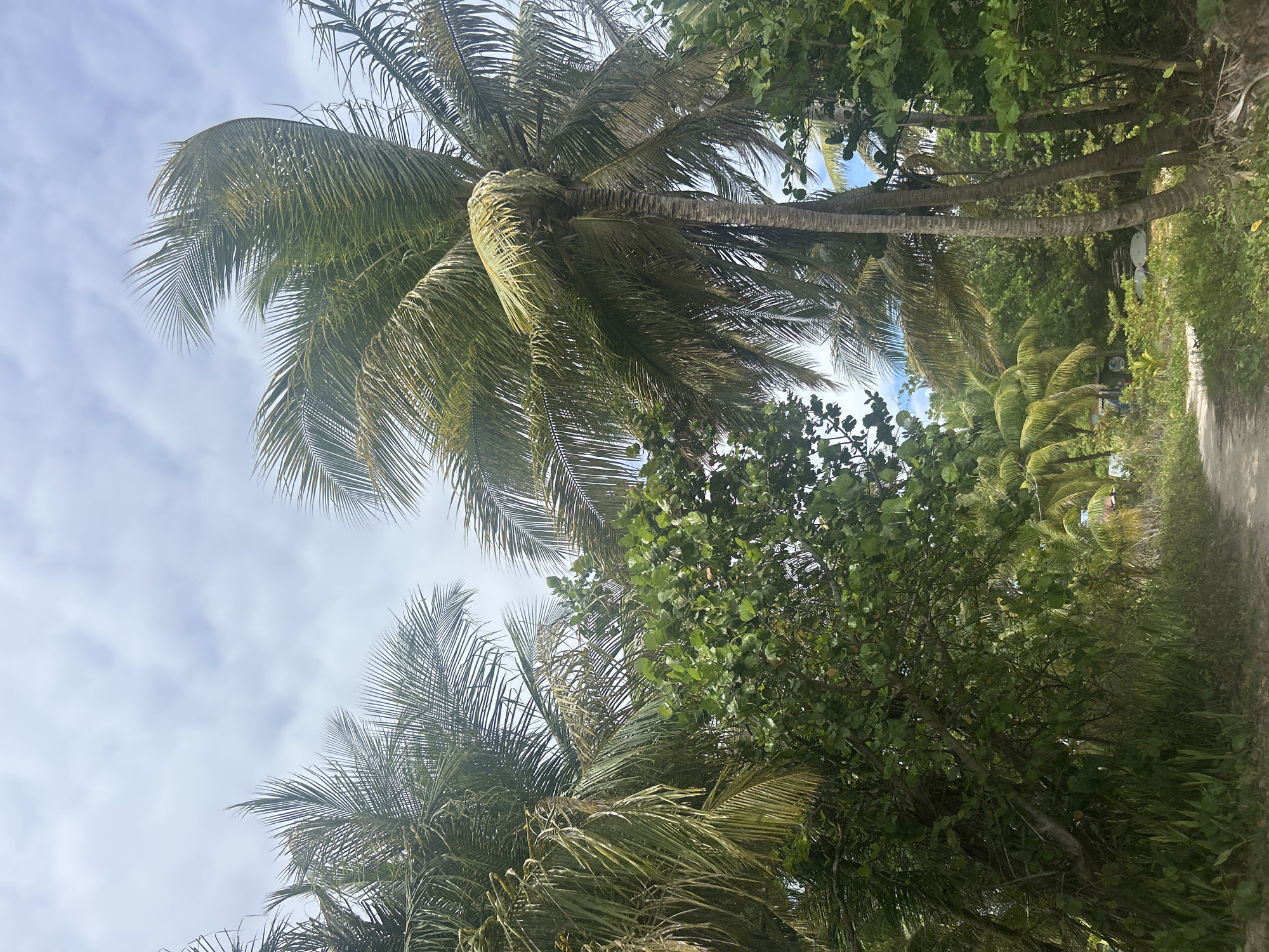 The image shows a view looking up at palm trees and other vegetation in Sainte-Anne, France. The sky is visible through gaps in the foliage, with a mix of blue and clouds. There is a small, narrow concrete road to the right. The trunks of trees line the street, and there is dense, green vegetation between them.