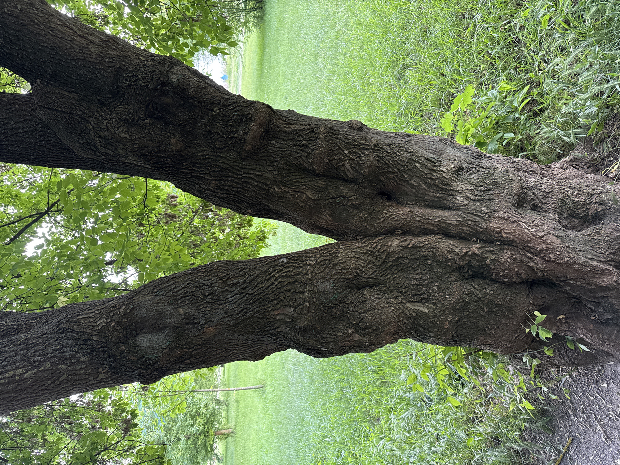 This image, captured in Vinnytsia, Ukraine, showcases a natural outdoor scene dominated by two large tree trunks. The perspective is a close-up, focusing on the rough, dark brown bark of the trees. The two trunks appear robust and ancient, with deeply textured surfaces, and seem to grow closely, almost merging or intertwining in the center of the frame.
Above and below the main trunks, fresh green leaves are visible, indicating a leafy canopy overhead and scattered foliage closer to the ground. In the background, a wide expanse of vibrant green grass stretches out, suggesting a park, meadow, or open field. The lighting implies it is daytime, with a soft, natural illumination that enhances the lushness of the greenery without harsh shadows.
There are no people, explicit activities, or visible text within the frame. The scene conveys a sense of tranquility and the enduring presence of nature.