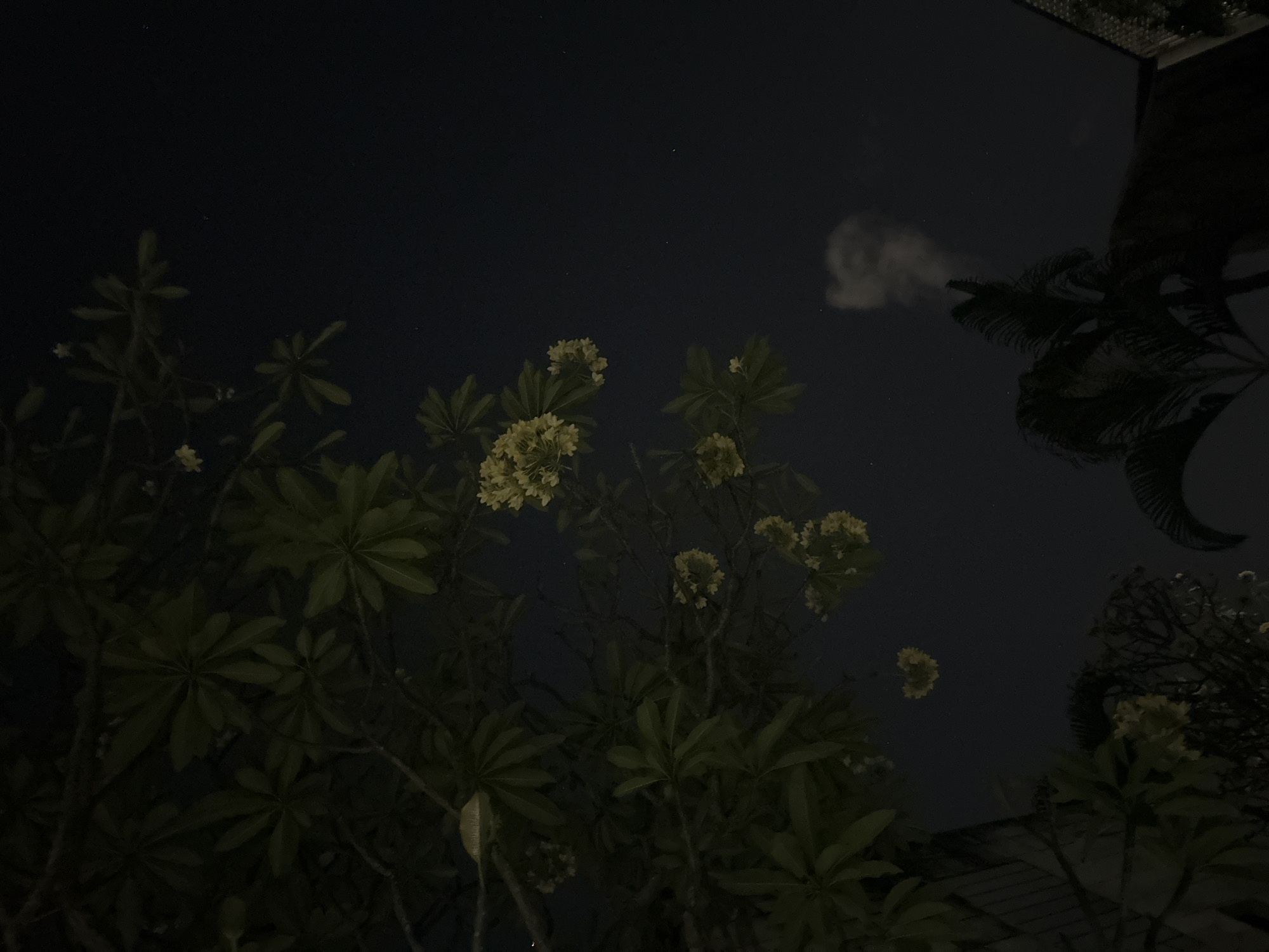 This media file depicts a night scene with foliage, flowers, and the sky. The image is dark, suggesting it was taken after sunset. The primary subjects are various plants with green leaves, some of which have clusters of small, pale yellow flowers. The sky is a deep blue-black and is dotted with faint stars. There's a wispy cloud formation visible in the upper right quadrant of the sky. A portion of what appears to be a structure, possibly a roof or ceiling with a patterned surface, is visible in the upper right corner, angled and partially silhouetted. The overall mood is tranquil and quiet, evoking a sense of nighttime stillness. The location context of Denpasar, Indonesia, suggests a tropical setting, which aligns with the presence of lush foliage and flowers. No people or text are visible in the image.