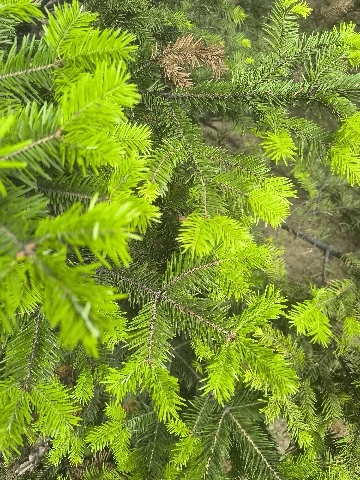 A close-up, eye-level shot captures the lush green needles of a fir tree, with some branches in sharper focus than others. The vibrant green needles, some appearing brighter and newer than others, create a dense texture. A few dried, brown needles are visible amidst the fresh growth, suggesting natural shedding. The background is blurred, hinting at the surrounding environment with muted tones of brown and gray, possibly indicating soil or other natural elements. The scene is devoid of any human presence or activity, depicting a purely natural element within a park or natural area. No specific landmarks or context are identifiable to determine its precise location within Nakhodka, Russia.