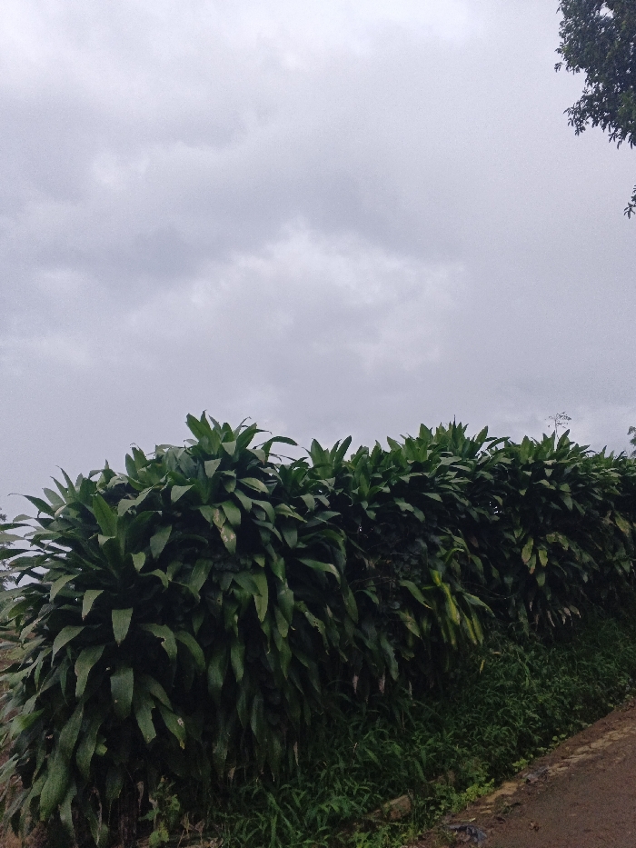 A low hedge of lush, dark green foliage stretches horizontally across the frame, filling the lower portion of the image. Above, a cloudy, overcast sky dominates, suggesting a dull or rainy day. A narrow path or road is visible along the bottom right edge, bordering the hedge. Hints of taller trees appear in the background, adding depth to the scene. The overall impression is one of natural, unadorned scenery under a heavy sky.