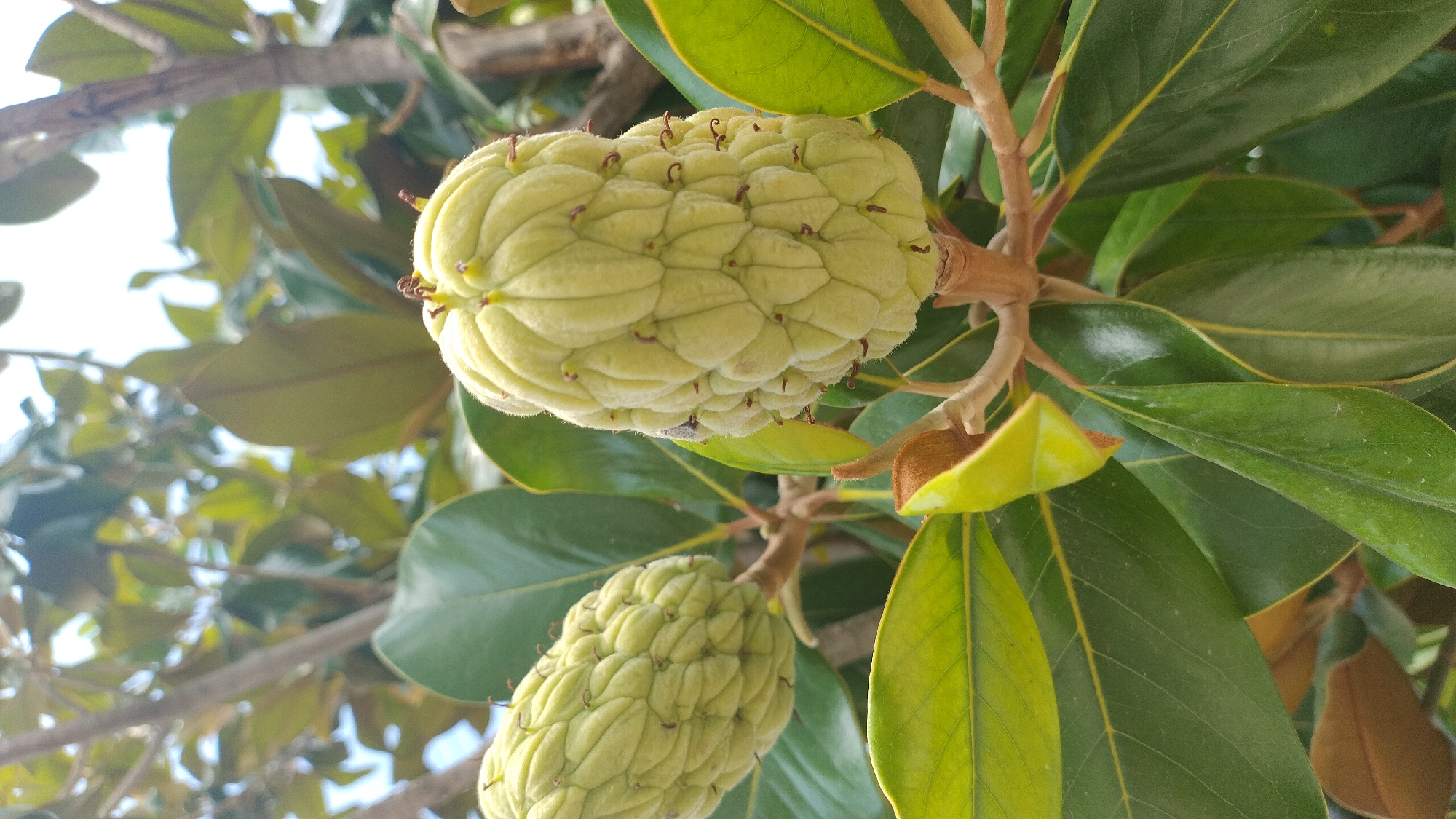 A close-up shot of two immature magnolia seed pods hangs from a tree, surrounded by large, glossy green leaves and branches. The seed pods are a pale green, oval-shaped, and covered in small, pointed scales that are beginning to separate. Tiny brown structures are visible at the tips of some scales. The leaves are a deep green with lighter green veins, and some have a reddish-brown underside. The background is a blur of green foliage and branches, with bright white sky visible through the leaves. This image was taken outdoors in Neoi Epivates, Greece.