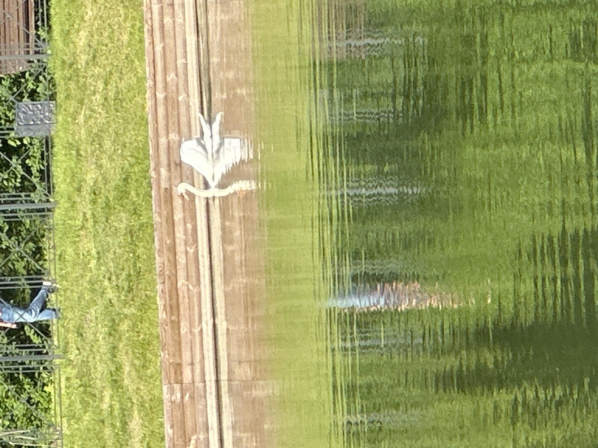In an outdoor park setting, a lone white swan glides across the surface of a body of water. The swan is positioned in the center-right of the frame, its white feathers contrasting with the greenish-brown hue of the water. The water exhibits ripples that distort the reflection of the swan and the surrounding environment. In the background, a low, wooden retaining wall separates the water from a grassy area. Beyond the grass, a dark metal fence runs horizontally, with foliage visible behind it. A person wearing blue jeans and dark shoes is walking on the grass behind the fence, partially obscured by the greenery. The overall scene suggests a serene moment in a public park on a sunny day.