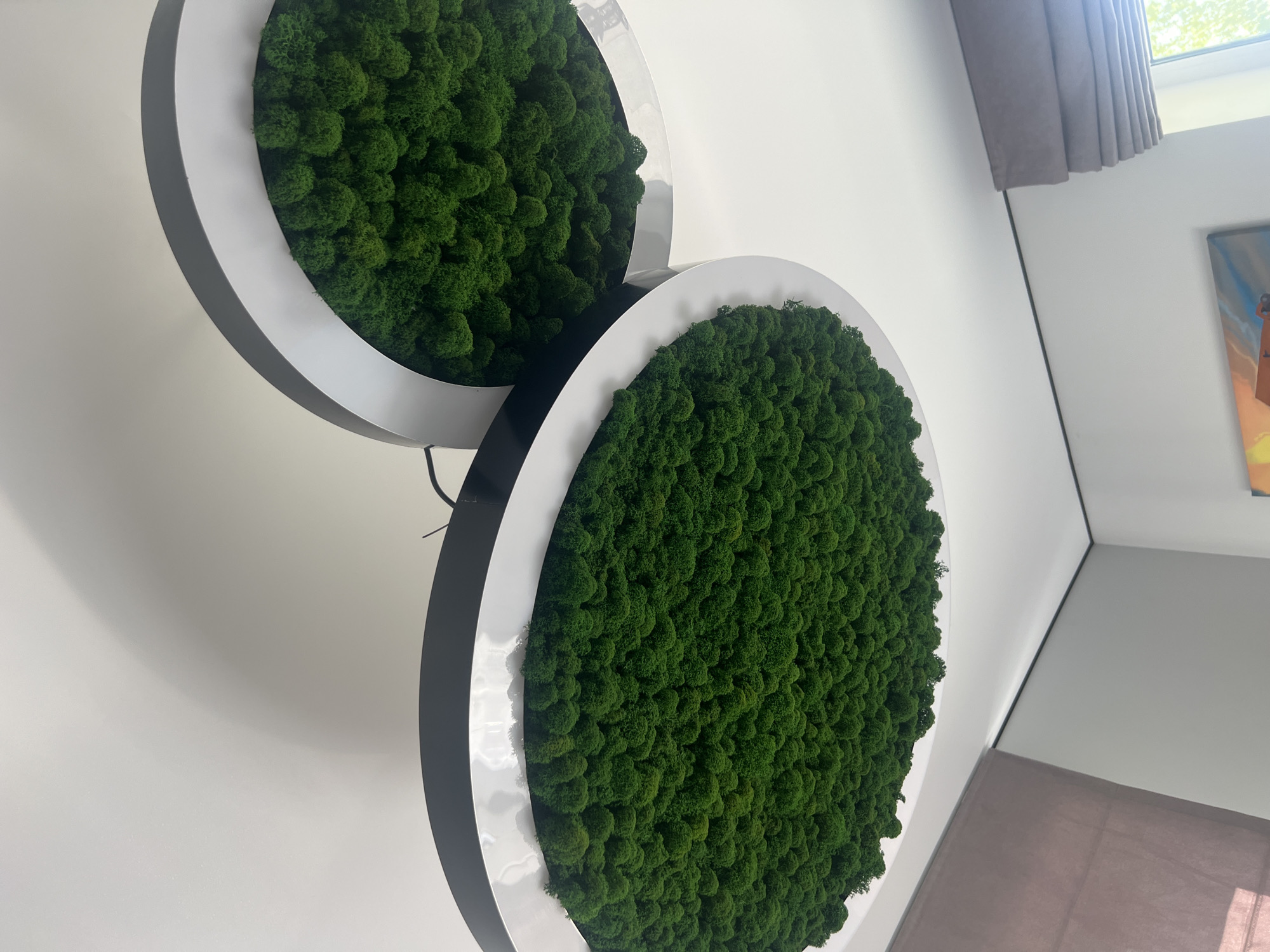 Two circular wall decorations are the primary subjects in this image, each filled with a dense, textured arrangement of vibrant green moss. The decorations are set against a plain white wall. One circle is larger and positioned in the foreground, while a slightly smaller one is visible behind and to the left of the larger circle, partially overlapping. The moss itself has a spongy, bumpy appearance, creating a natural, organic texture within the clean, modern circular frames. The frames appear to have a white outer ring and a dark inner ring, giving them a layered effect.
To the right of the moss decorations, a sliver of a painting is visible on the wall. The painting appears to be abstract or representational with warm colors, possibly oranges and browns, and appears to be mounted on the wall. Above and to the left of the painting, a grey pleated curtain is drawn, partially obscuring a window or skylight. Sunlight is filtering through this window, casting a soft light on the wall and creating subtle shadows. The overall setting suggests an indoor environment, possibly an office or a modern living space in Минзаг, Russia. There is no discernible activity taking place, and the image focuses on the decorative elements and the architectural setting. The lighting suggests daytime, likely with natural light contributing to the scene. No text is visible in the image.