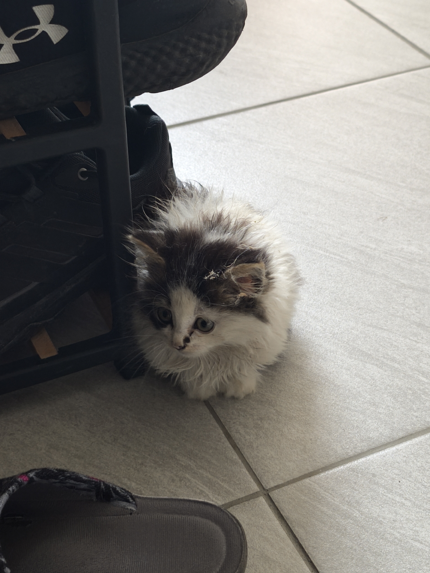 A small, fluffy kitten with white and dark brown patches sits on a light-colored tiled floor, looking towards the viewer. The kitten appears to be very young, with slightly matted and unkempt fur, particularly around its head and ears where some small bits of debris are visible. It has a dark smudge on its nose and around its left eye, suggesting it might be a stray or recently come from an outdoor environment. Its eyes are light in color, giving it a curious yet slightly wary expression.
To the left of the kitten, a black shoe rack or shelf is visible, holding dark-colored shoes. On the top shelf, a black shoe with a distinct white "Under Armour" logo is clearly seen. Another dark shoe is partially visible on a lower shelf. In the bottom-left corner of the frame, a portion of a gray slipper or sandal with subtle pink detailing is present.
The floor consists of large, light gray or beige square tiles separated by darker grout lines, indicating an indoor setting, likely a home. The lighting is soft and even, suggesting it is daytime. The overall impression is of a small, disheveled kitten cautiously observing its surroundings in a domestic environment.