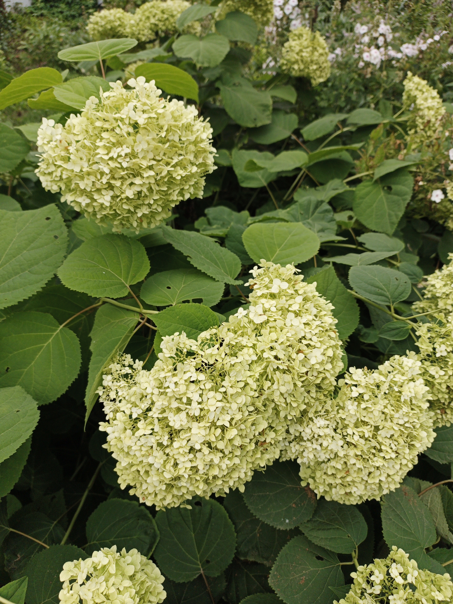 In Kuyuki, Russia, a close-up shot captures a cluster of light green hydrangeas with large, ovate leaves. The hydrangeas are in full bloom, forming dense, conical flower heads composed of numerous small florets. The leaves are a deep green, with serrated edges and prominent veins. The background is filled with more hydrangea bushes, some of which are out of focus, and a scattering of small white flowers. The lighting suggests it is daytime, with natural light illuminating the scene.