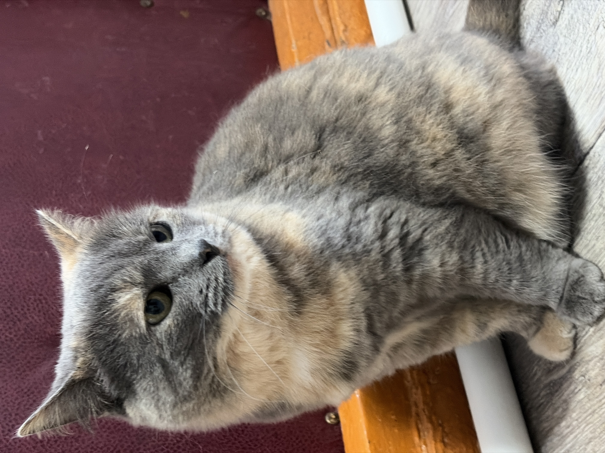 A tortoiseshell cat is sitting on a wooden floor in front of a dark red wall. The cat has grey, cream, and orange fur. Its eyes are green. The cat is facing to the right of the frame.