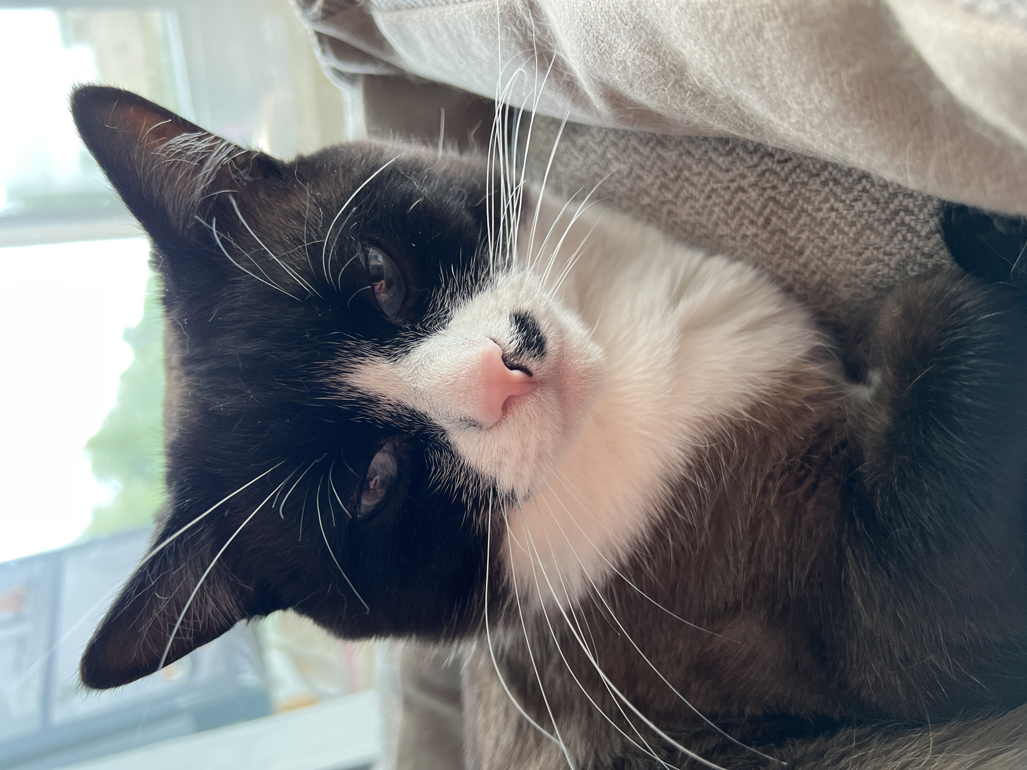 A close-up, slightly angled shot features a black and white cat. The cat is predominantly black on one side of its face, transitioning to white on the other, particularly around its muzzle and chest. The cat's nose is pink, and it has long, white whiskers. The cat is positioned against a soft, textured fabric, which appears to be a cushion or part of a piece of furniture. A window is visible in the background, suggesting the cat is indoors. There is no evidence to suggest that this image was taken in Noviy, Russia.