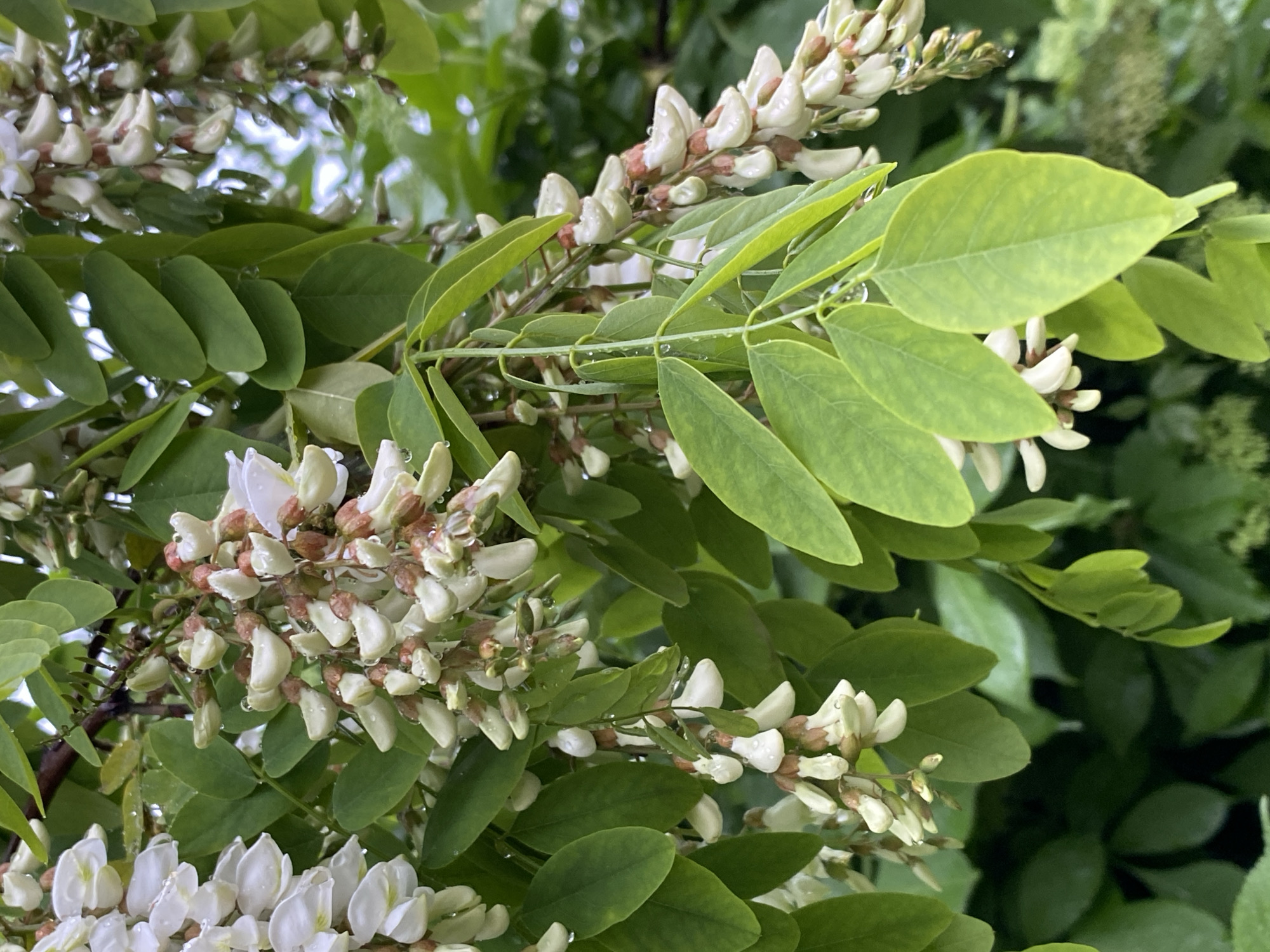 The image shows a close-up of a flowering locust tree branch, potentially located in an urban or semi-urban environment of Unknown, Unknown. The leaves are pinnately compound, with several oval-shaped leaflets. The flowers are white and clustered in racemes, some of which are still budding. There are water droplets present on the leaves, suggesting recent rain. The background includes other green foliage, indicating the presence of other trees or shrubs.