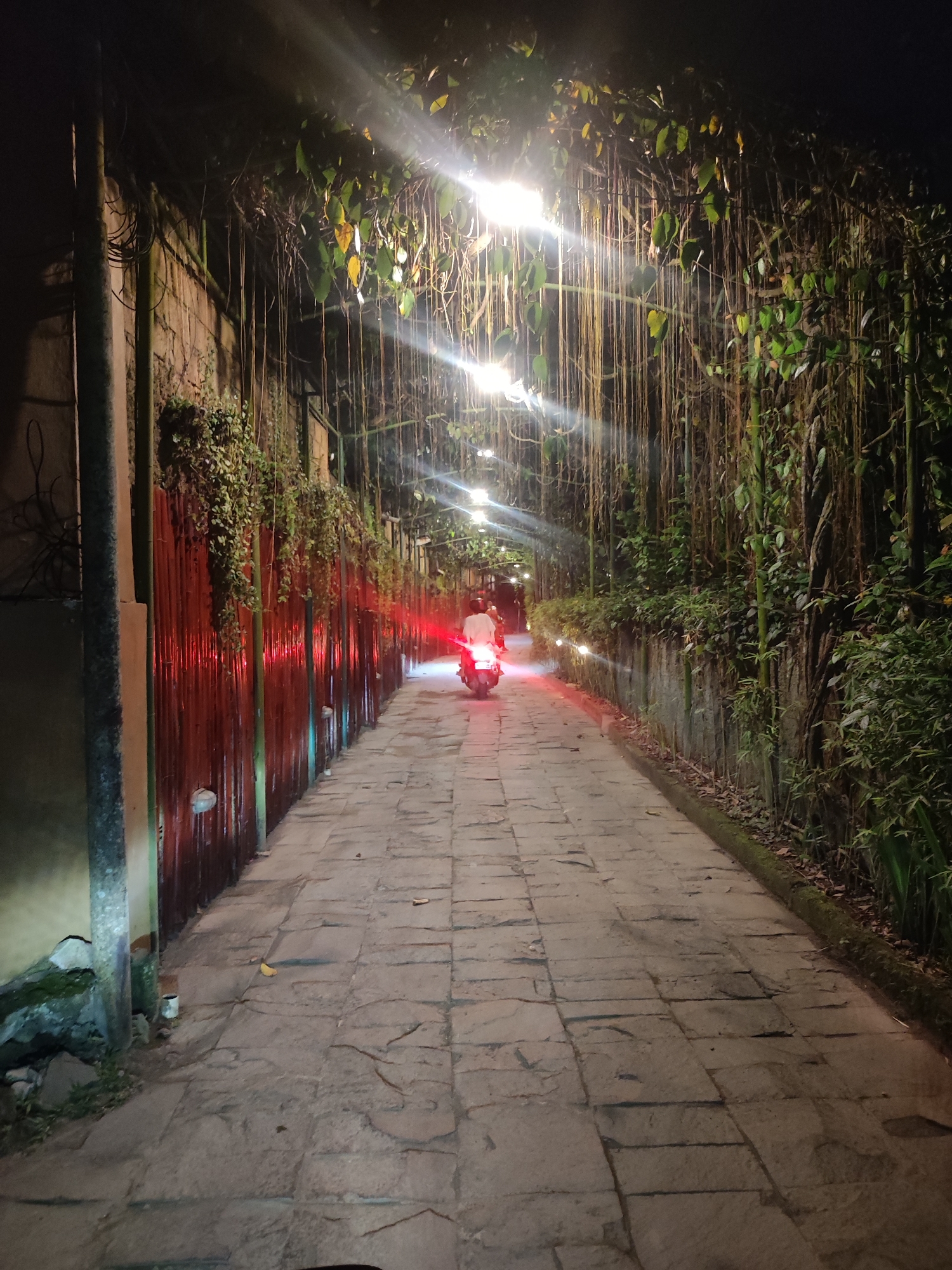 This nocturnal image presents a narrow, stone-paved pathway lined with dense, overhanging vegetation, creating an enchanting, tunnel-like passage. A solitary individual is seen riding a white scooter or motorcycle away from the viewer, their bright red taillights providing a prominent splash of color in the distance.
The path is illuminated by multiple bright overhead lights that cast significant lens flares, contributing to the mystical atmosphere and highlighting the abundant greenery. Long, thin vines hang down from the dense canopy formed by the lush plants and trees on both sides.
To the left, a wall partially covered with climbing plants runs alongside the path, featuring a striking reddish, possibly corrugated or slatted fence-like structure that reflects the light vividly. On the right, a lower stone wall is topped with dense foliage, including bamboo-like stalks, which extends upwards to form part of the overhead canopy. The stone pavers of the pathway are irregularly shaped and appear weathered.
The scene is set at night, characterized by the deep shadows contrasting with the warm glow of the artificial lights. The overall ambiance is serene and natural, suggesting a secluded pathway within a lush environment, consistent with the Ubud District, Indonesia context. No text is visible in the image.