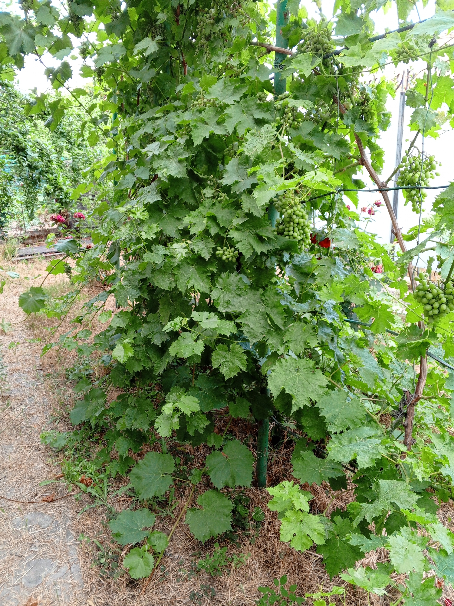A close-up, eye-level shot captures a vibrant grapevine heavily laden with clusters of small, unripe green grapes. The plant's broad, serrated leaves dominate the frame, creating a lush, verdant canopy. The grape clusters are scattered throughout, some prominent and others partially obscured by foliage. The grapevine is supported by thin, dark-brown stakes and a thin, dark wire, suggesting it is part of a cultivated garden or vineyard.

In the background, the scene opens up to reveal more greenery, possibly other plants or trees, and hints of a structure, perhaps a greenhouse or fence, with a faint grid pattern visible. Two small clusters of deep pink roses are visible to the left and right, adding a touch of contrasting color to the dominant green. The ground beneath the vine is covered in dry, straw-like organic material and some scattered stones or paving.

The overall impression is one of a thriving, well-maintained garden in a rural or semi-rural setting. There are no people present in the image, and no specific actions are depicted. The focus is solely on the plant life and its immediate surroundings. The image was taken in Marhanets, Ukraine.