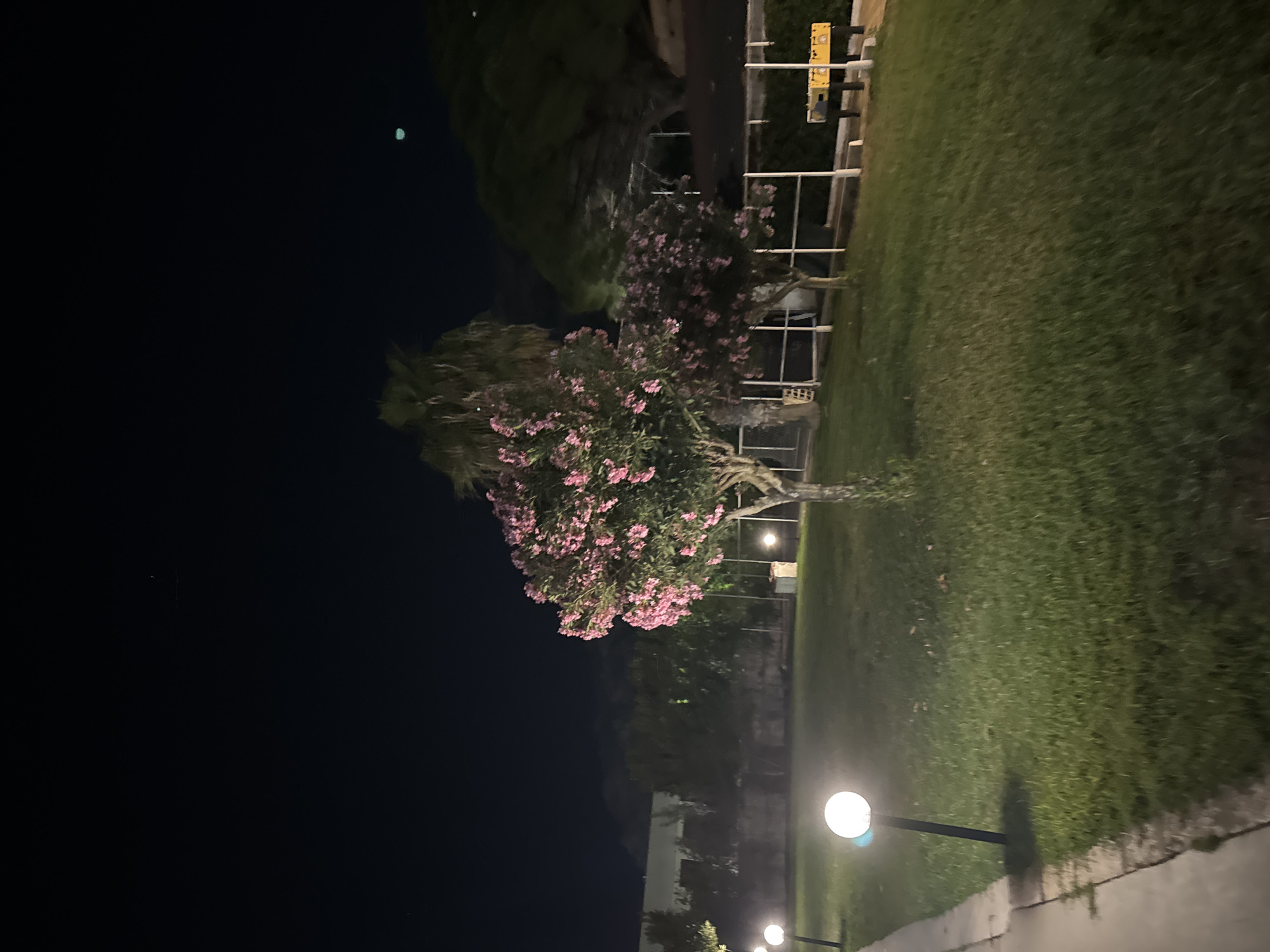 This is a nighttime photograph of an outdoor scene in Isola delle Femmine, Italy. The image primarily features a lush green lawn on the right and lower side, illuminated by artificial light. A prominent tree with abundant pink blossoms, possibly an oleander, stands on the left side of the frame, extending its branches towards the center. Behind this flowering tree, other darker trees, including what appears to be a palm, are visible against the dark night sky.
Several modern spherical garden lights on dark poles are positioned across the grassy area and along a concrete or paved pathway that borders the lawn on the bottom and right. These lights cast warm, bright glows, highlighting sections of the grass and foliage. In the upper middle background, a white railing or fence is visible, with a small yellow sign attached. The text on this sign is partially visible but unreadable due to distance and blur.
The sky is dark, indicating deep night. A faint, light-greenish orb can be seen in the upper left corner of the dark sky, which might be a distant celestial body or a camera artifact. No people are present, and no specific activity is taking place; the scene is static and serene. The overall setting suggests a well-maintained garden or public space under nocturnal illumination, characteristic of a Mediterranean environment.
