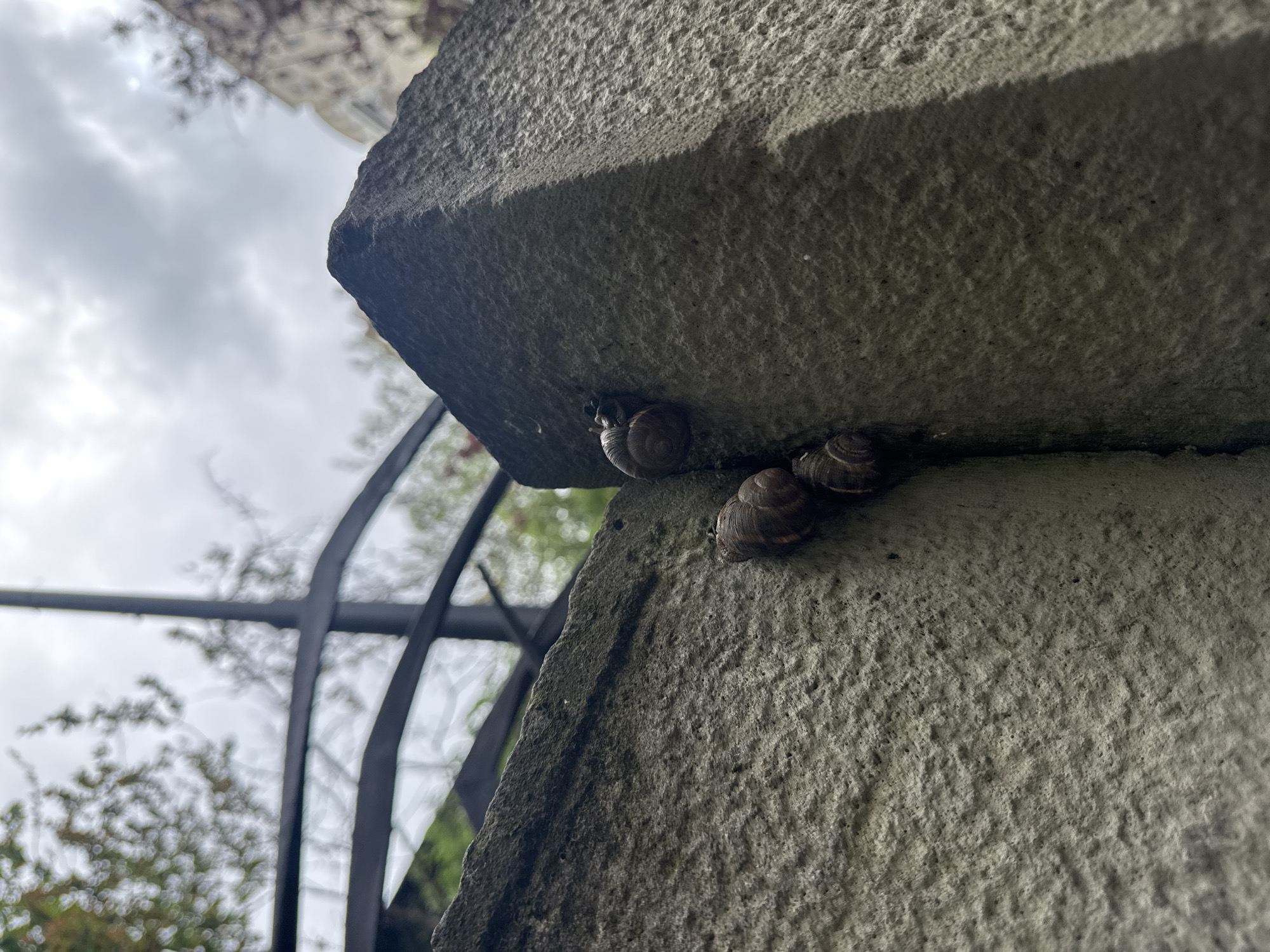 The image shows a close-up view of a corner of a grey stone structure. Three snails are clustered together in the corner where two sections of the stone meet. The stone is textured with a rough, porous surface. A blurred metal archway is visible in the background, with greenery visible through the arch. The sky is overcast. Based on the similar imagery, this location is the botanical garden in Tbilisi, Georgia.