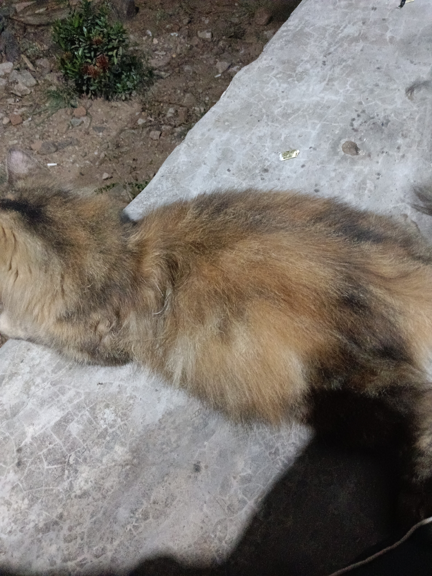 A fluffy, long-haired cat with tortoiseshell coloring is resting on a textured concrete surface. The cat's fur is a mix of brown, orange, and black. The concrete has a worn, cracked appearance. In the background, there is soil and a small green plant with red flowers. The lighting suggests it is nighttime or dusk. The location is identified as Tegal Gondo, Indonesia.