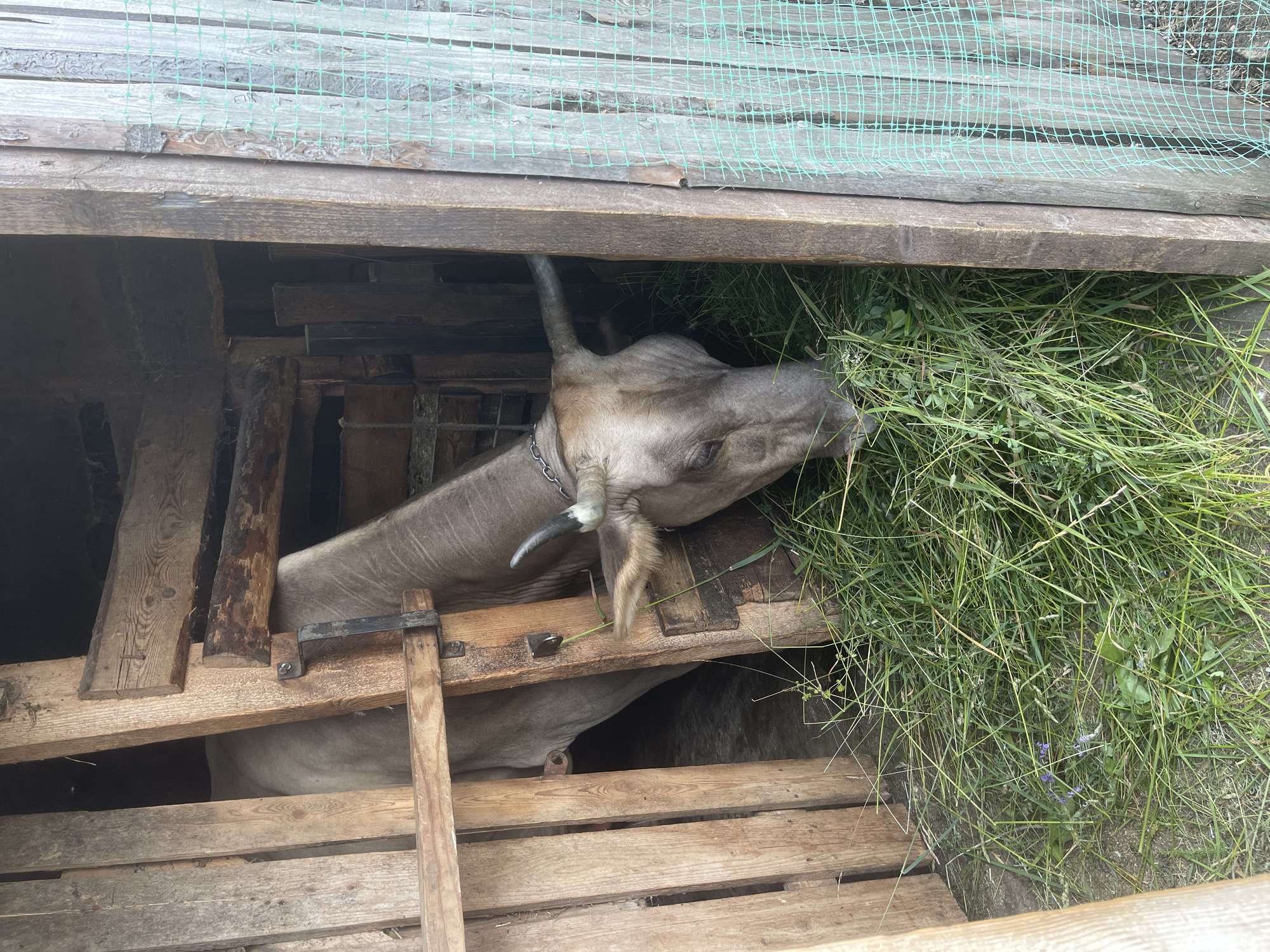 A cow is being fed hay in a wooden enclosure. The cow's head is visible, reaching out from the enclosure to eat the hay. The enclosure appears to be made of rough-hewn wooden planks and some metal supports. A green net is stretched across the top of the enclosure. The hay is piled high and appears fresh. The overall scene suggests a rural setting.