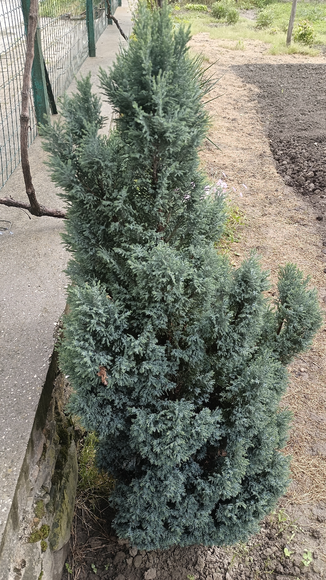 The image presents a close-up view of a blue-tinted conifer tree, likely a Blue Ice Arizona Cypress, positioned adjacent to a concrete retaining wall lined with rocks, possibly a border or a foundation element, on its left side. A wooden vine branch extends from behind the wall towards the tree, suggesting a climbing plant's presence. The ground surrounding the tree is a mixture of dark soil and light brown, possibly dried grass or mulch. In the background, there is a wire fence partially visible, and beyond that, some greenery indicates the presence of grass and other vegetation. To the right of the tree, the ground is divided into a dark soil area, freshly tilled, and a light brown area. There is no visible indication suggesting its location is in the city of Muzga, Bulgaria, or any other specific location. The scene is devoid of people or any explicit actions or interactions. The environment appears to be a garden or yard setting.