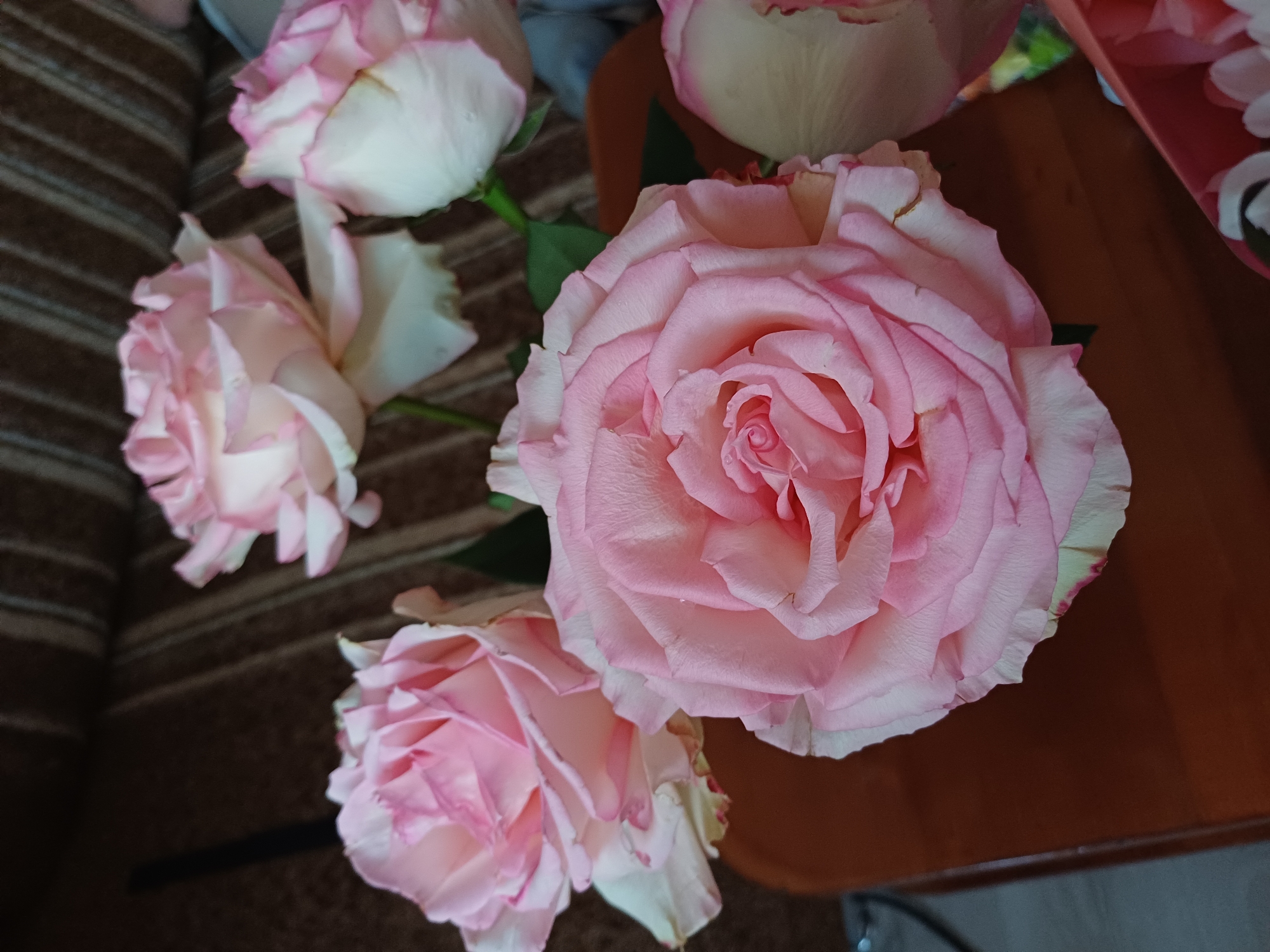 A close-up, eye-level shot captures a bouquet of pink roses against a dark, striped background, possibly upholstery. The roses, with their delicate, layered petals tinged with white, appear fresh, with some showing water droplets. The main focus is a large, open rose in the foreground, its soft pink hues and intricate petal arrangement prominently displayed. To its left, another rose of similar color is partially visible, while to its right, two more roses, less distinct, complete the bouquet. The background is softly blurred, with hints of a brown, textured surface and a dark vertical element. The overall impression is one of natural beauty and gentle elegance. The image is taken in an indoor setting, likely a home environment, as indicated by the soft furnishings.