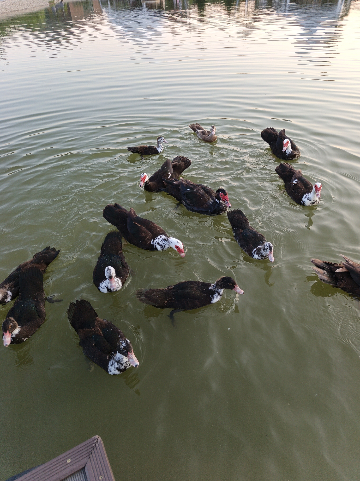 The image captures a tranquil scene of a flock of Muscovy ducks swimming in a calm body of water, likely a pond or lake. The ducks, predominantly black and white with striking red patches around their eyes and beaks, are the central subjects. They are scattered across the water, some preening, others interacting, creating a dynamic yet peaceful atmosphere. The water itself is a murky green, reflecting the soft, diffused light of either dawn or dusk, indicated by the gentle illumination and subtle hues in the sky visible in the upper portion of the image.
The background suggests an outdoor setting, possibly a park or a suburban area. Faint reflections of buildings and structures can be seen on the far bank, hinting at a developed environment surrounding the water. The overall mood is serene and natural, with the ducks appearing undisturbed and at ease in their environment. The presence of a wooden border in the lower left corner suggests a man-made structure bordering the water, perhaps a dock or a deck. No people are visible in the frame. The time of day is likely early morning or late evening due to the soft, warm light. There is no visible text in the image.