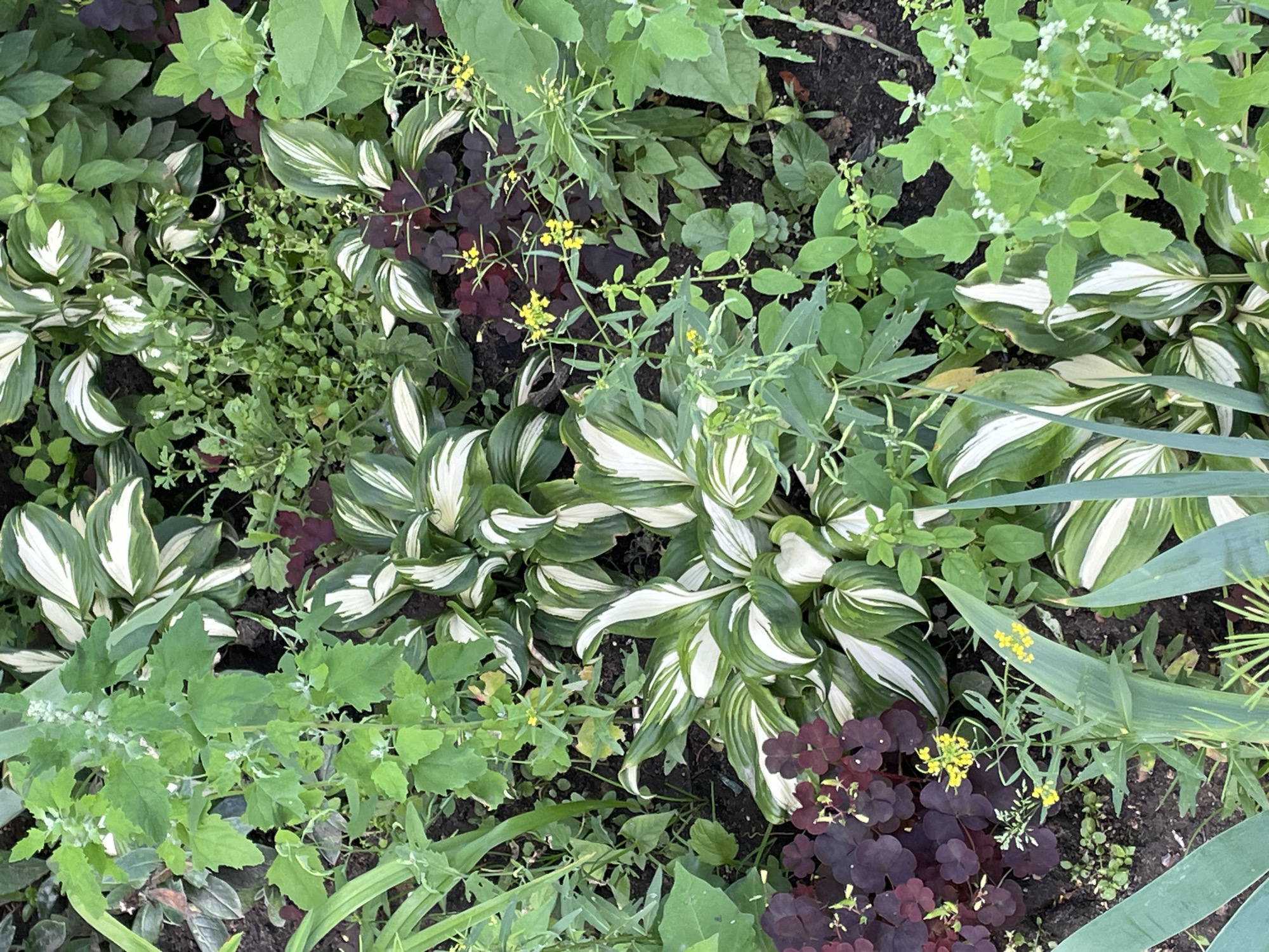 This is a top-down, eye-level, medium shot of a densely planted garden bed in Krasnogorsk, Russia. The scene is dominated by various green plants, with a few notable exceptions in color and texture. The foliage of hostas with variegated white and green leaves is prominent, creating a striking pattern throughout the image. Interspersed among the hostas are dark purple, clover-like leaves, adding a rich contrast. Small yellow flowers are scattered across several plants, offering small pops of color against the predominantly green and purple tones.
The ground is composed of dark soil, partially visible between the plants. The lighting suggests it is daytime, possibly with overcast conditions, as there are no strong shadows and the light is relatively diffused. The overall impression is one of lush, natural growth, suggesting a well-established garden. There are no people, animals, or man-made objects visible, focusing the attention entirely on the plant life. The image captures a moment of natural beauty within a garden setting. No text is visible in the image.