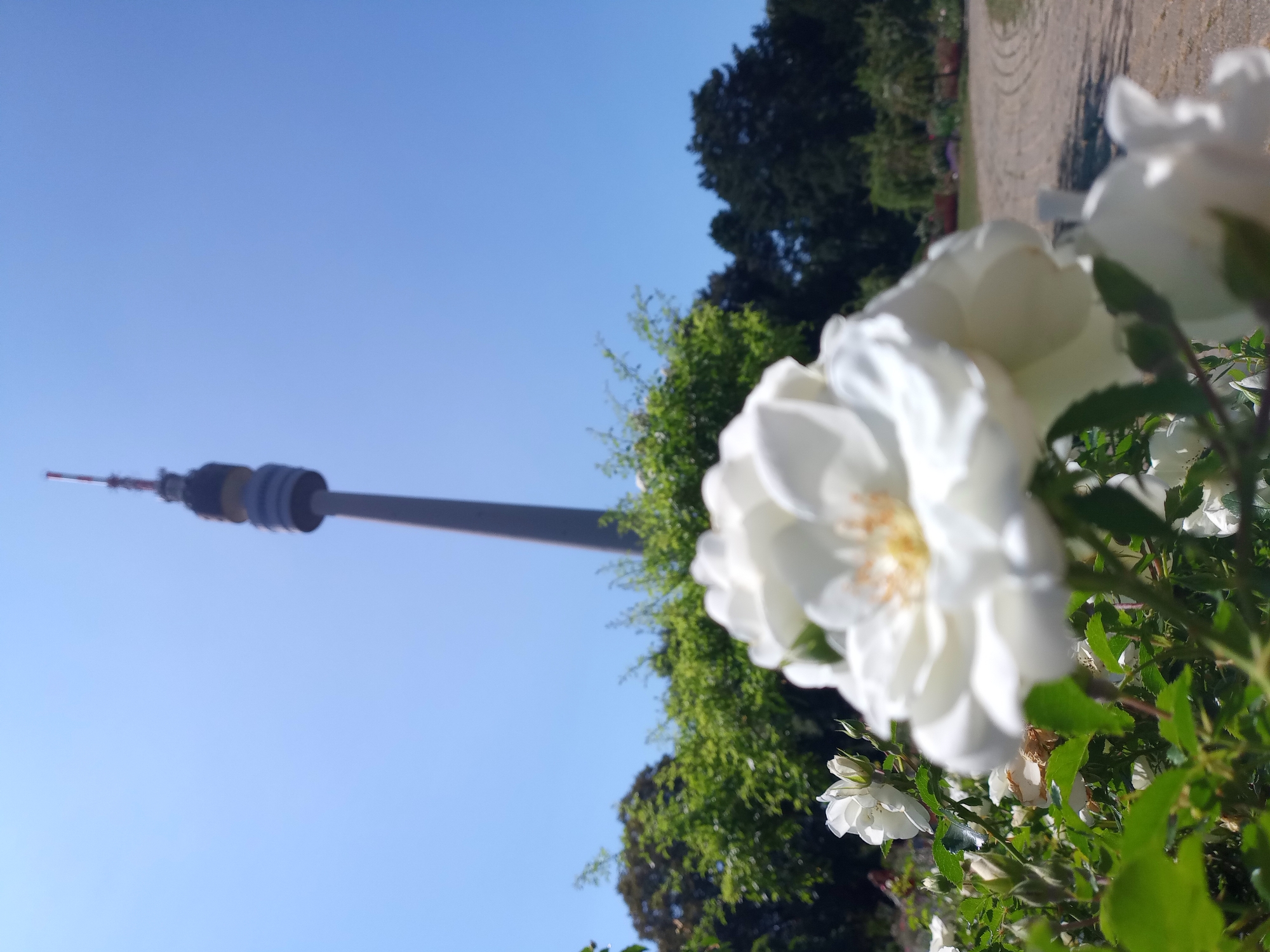 In Dortmund, Germany, this image captures a scene with white roses in the foreground, partially obscuring a tall, slender tower in the background. The tower, likely the Florianturm, stands against a clear blue sky. Lush green trees and bushes form a mid-ground, with a pathway visible to the right. The focus is primarily on the white roses, which are in bloom and appear to be part of a garden or park setting. The lighting suggests a sunny day.