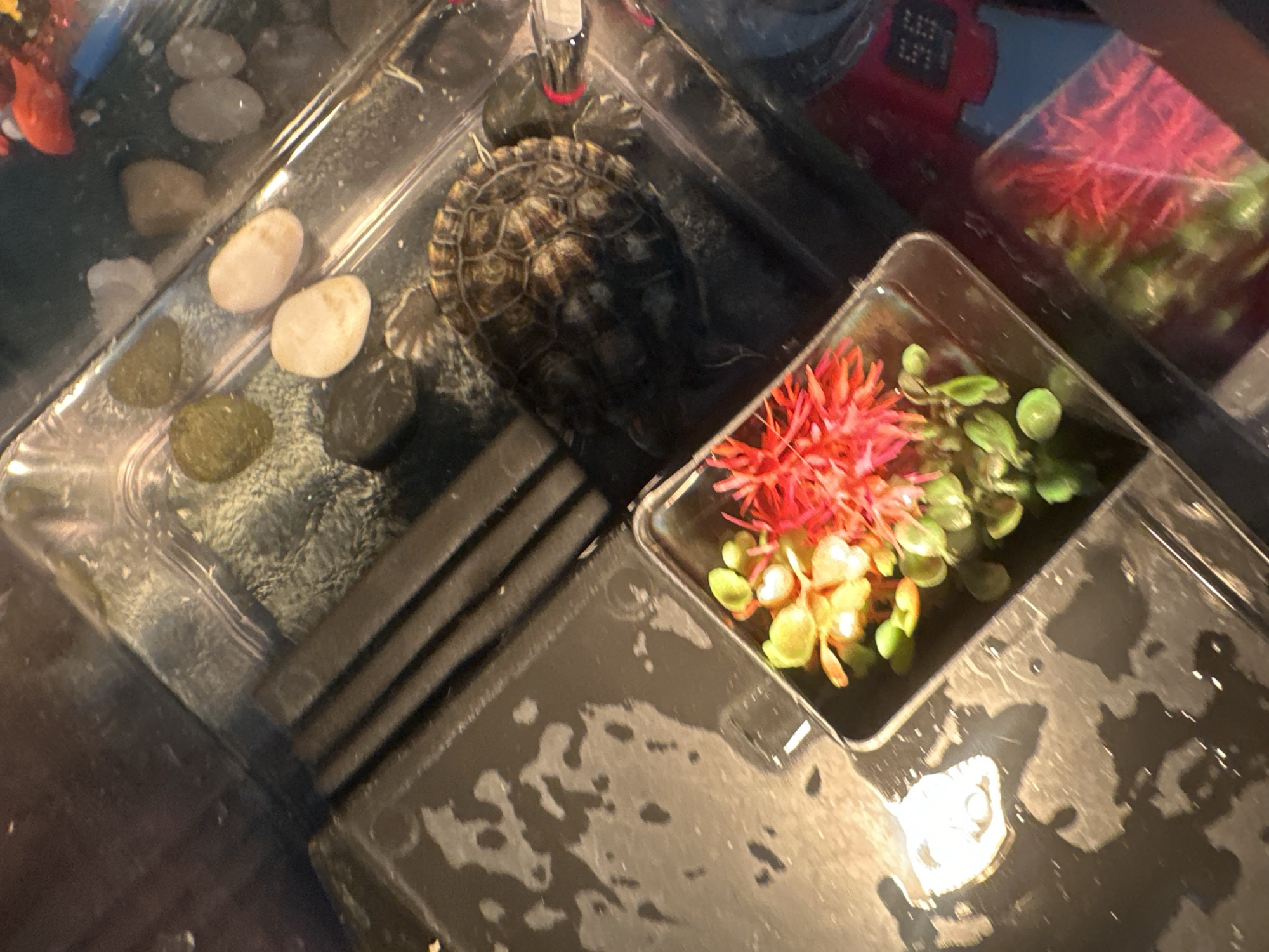A top-down, angled view captures a turtle basking in a shallow aquarium. The turtle, with a brown, patterned shell, is positioned on a dark substrate. To the left of the turtle, a small rectangular container holds artificial aquatic plants, with vibrant red and green foliage. Various smooth, colored stones are scattered throughout the aquarium, some submerged in water. The overall environment suggests an indoor setting. The location of Novoaltaysk, Russia, is not discernible from the provided image.