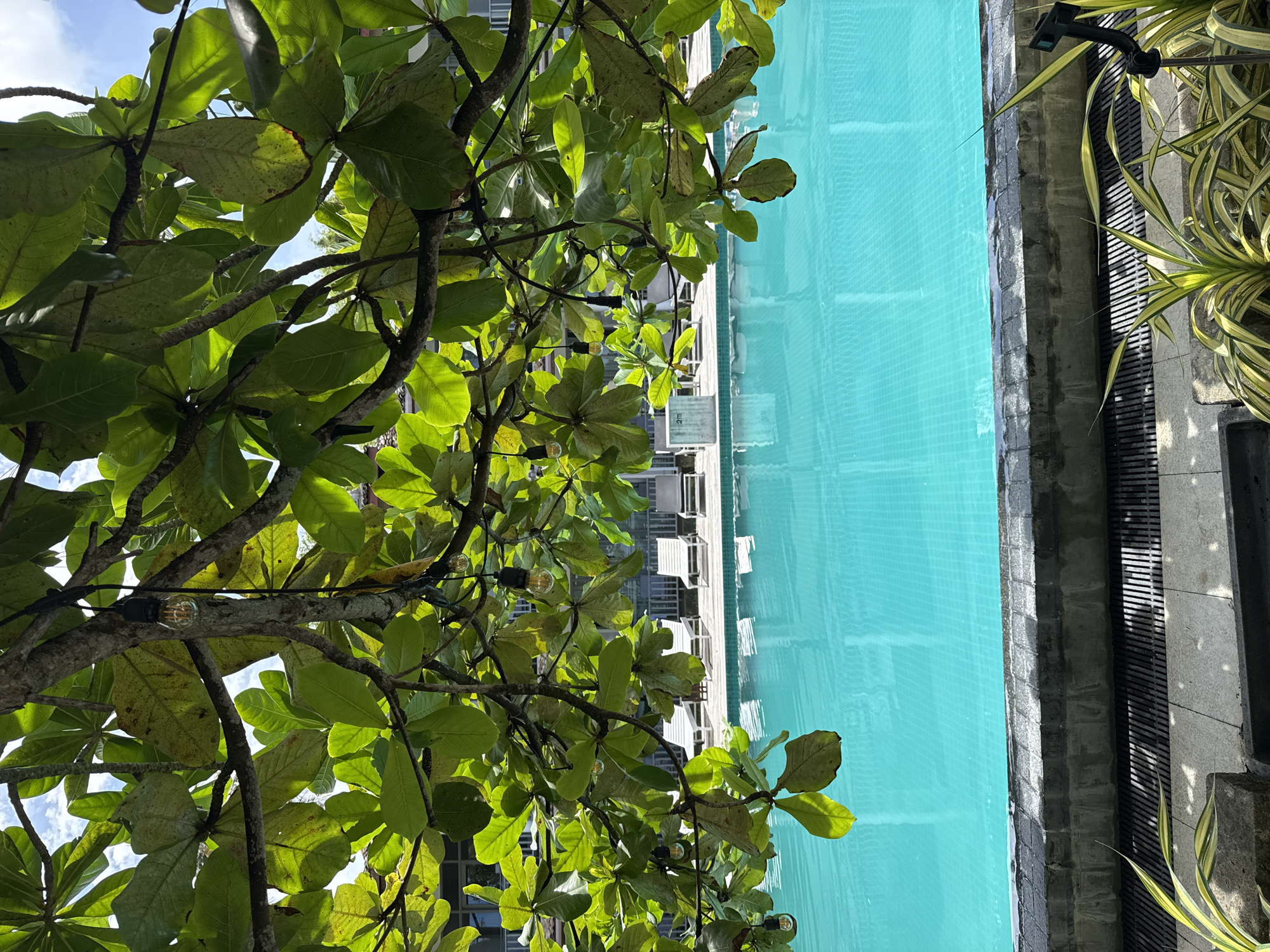 The image shows a bright, sunlit scene of a swimming pool in Mirissa, Sri Lanka. Lush green foliage from a tree hangs overhead, casting dappled shadows across the frame and obscuring parts of the view. String lights with Edison-style bulbs are visible amongst the leaves. The swimming pool is filled with clear, turquoise water, reflecting the blue sky and clouds above. Along the far edge of the pool, white lounge chairs are arranged on a paved deck. A low wall made of grey stone bricks borders the pool, with a metal grate visible below it. In the foreground, a patch of yellow and green striped plants is visible, with a small black device on a tripod stand positioned amongst them. The overall impression is one of a tranquil resort setting.