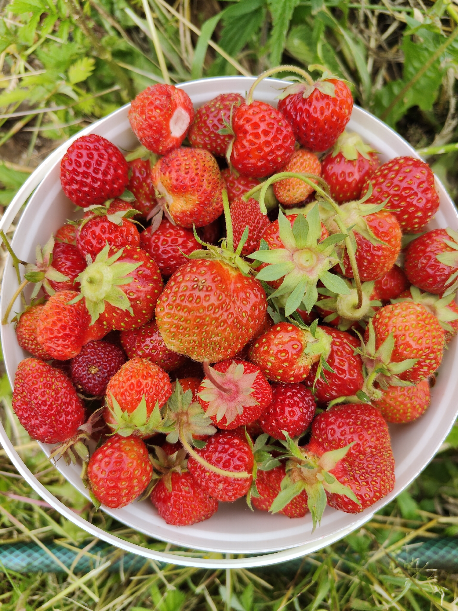 The image is a top-down, close-up shot of a white bucket overflowing with freshly picked strawberries. The strawberries are a vibrant red, with some showing hints of orange and green. Many have their green leafy tops still attached. The textures of the berries vary, from smooth to slightly bumpy with visible seeds. Some of the strawberries are perfectly formed, while others are slightly misshapen or have minor blemishes.
The bucket is positioned outdoors, with a background of green grass and foliage. The lighting suggests it is daytime, likely sunny given the bright colors and clear visibility. The overall scene evokes a sense of abundance and the satisfaction of a successful harvest. There are no people or visible text in the image. The focus is entirely on the rich, natural bounty of the strawberries. The composition draws the viewer's eye into the mound of fruit, highlighting the diversity in size, shape, and ripeness within the harvest.