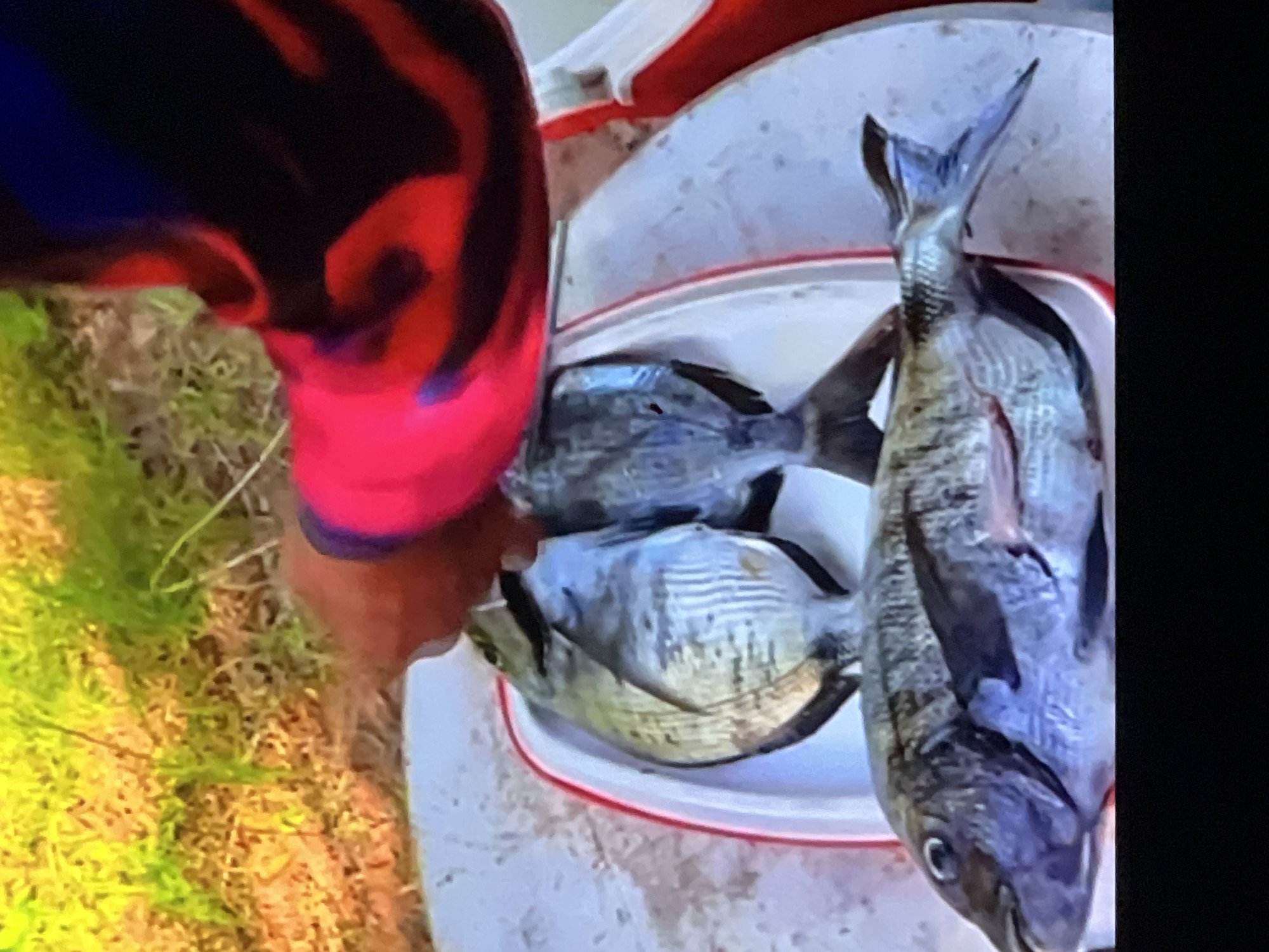 A person wearing a red and black patterned long-sleeved shirt is holding several fish in a white and red tray. The fish are silver and gray with dark stripes. One fish is positioned prominently in the foreground, its mouth open and tail pointing to the right. The background shows green grass and dirt. The scene appears to be outdoors, possibly in a park or natural area. The image is a medium shot, focusing on the fish and the person's hands and arms. There is no indication of the city of Casablanca, Morocco.