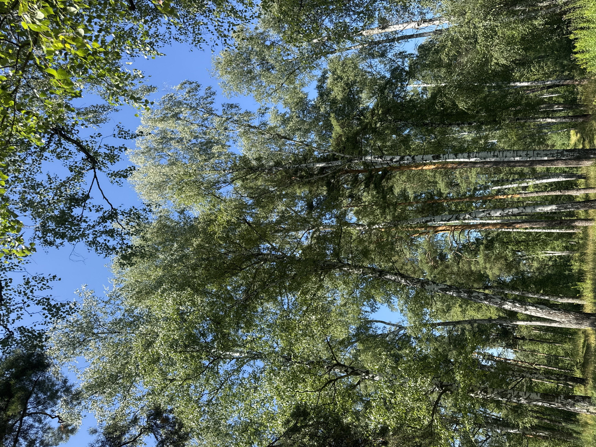 A low-angle shot captures a dense forest canopy against a clear blue sky. Tall birch trees with distinctive white and black bark are interspersed with pine trees. The leaves of the birch trees are a vibrant green, and some are catching the sunlight. The forest floor is partially visible at the bottom of the frame, showing dry grass and a hint of a path. The image appears to be taken in a natural setting, possibly a park or woodland area within Nizhny Novgorod, Russia, on a bright, sunny day. There are no people or animals visible in the scene.