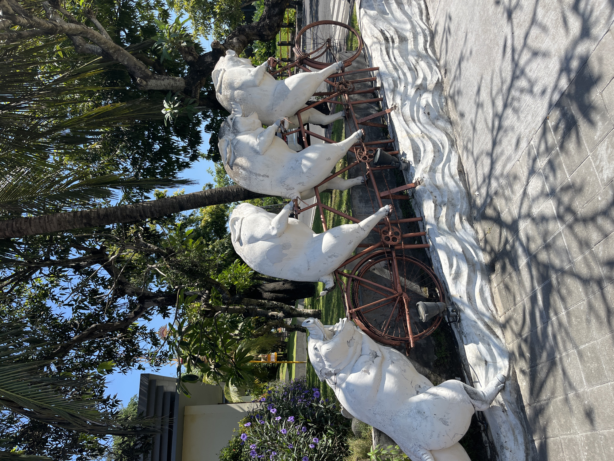 A sculpture depicts four white pigs riding a single, rusty red bicycle in Sukawati, Indonesia. The pigs are arranged one behind the other on the bicycle, with the frontmost pig appearing to push off from the ground with its left leg. The bicycle has a red frame and spokes, and a single rear wheel is visible. The sculpture is mounted on a white, wave-like base. The scene is outdoors, with lush green foliage and trees in the background. The ground in front of the sculpture is paved with gray tiles, and shadows from the trees are cast across the pavement. The sky is clear and blue.